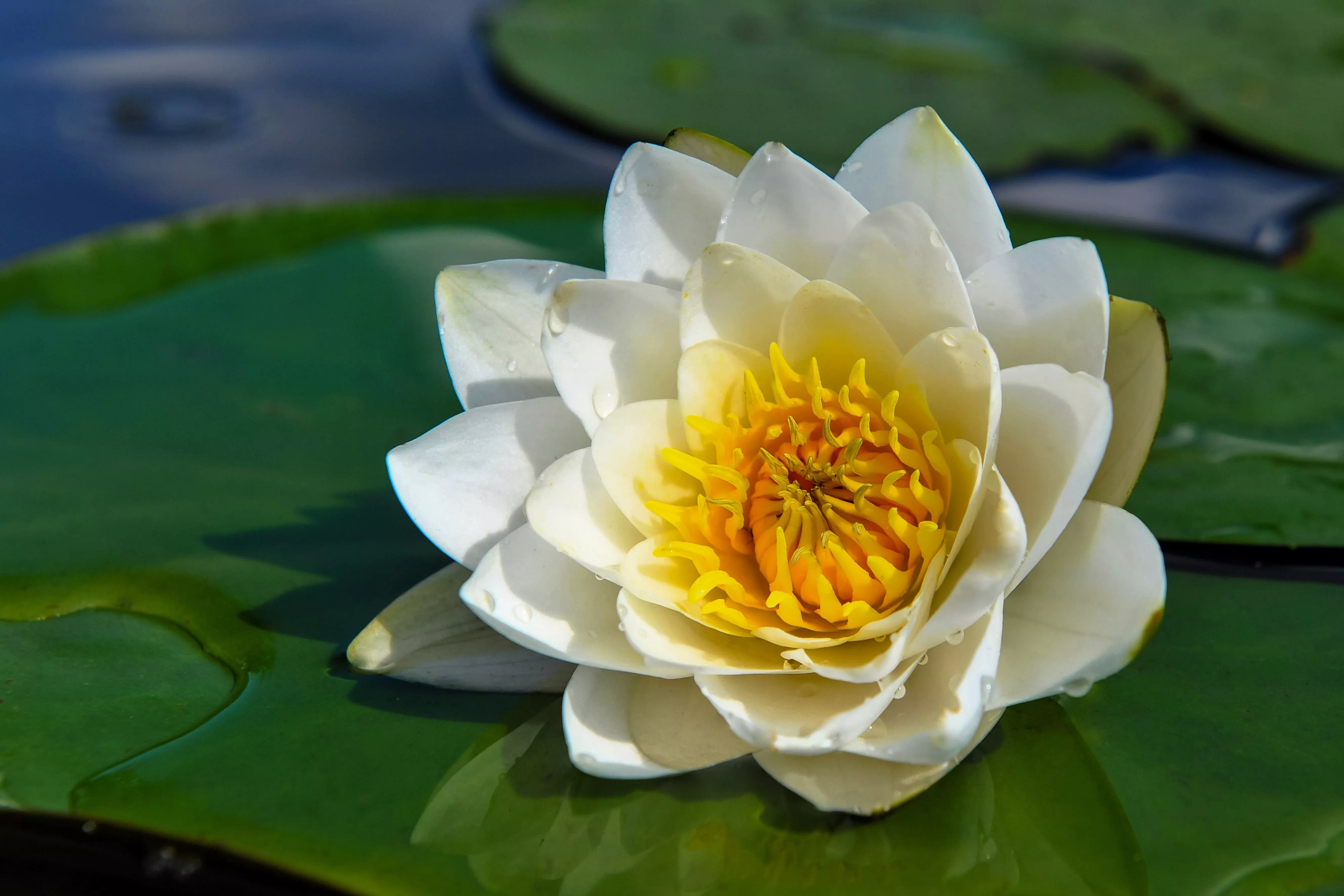 10-white-water-lily-lily-pad-sacred-asian-water-lotus-nymphaea-ampla-flower-seed 10 WHITE WATER LILY / Lily Pad / Sacred Asian Water Lotus Nymphaea Ampla Flower Seeds