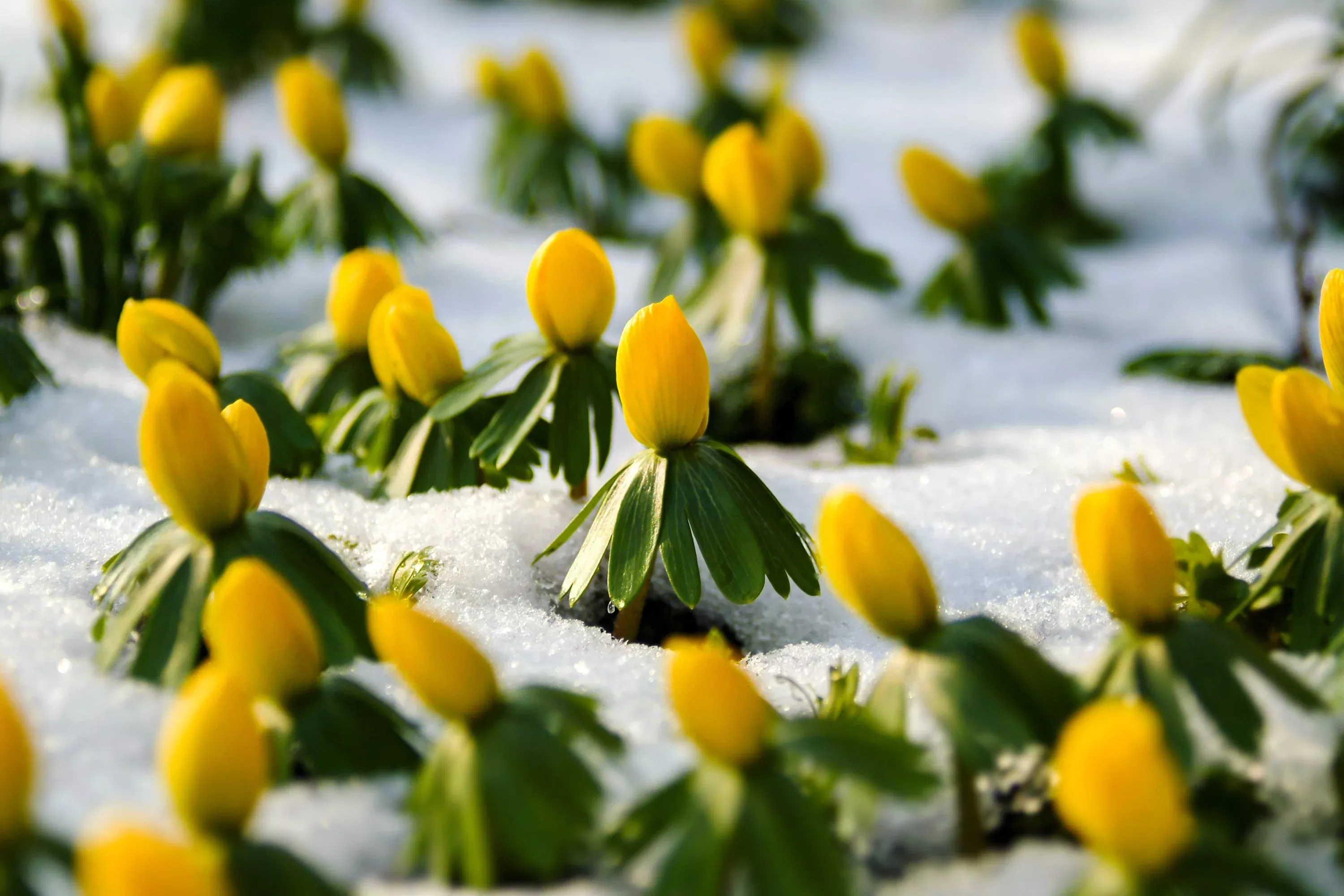 10-winter-aconite-eranthis-hyemalis-yellow-sun-shade-flower-seeds 10 WINTER ACONITE Eranthis Hyemalis Yellow Sun Shade Flower Seeds