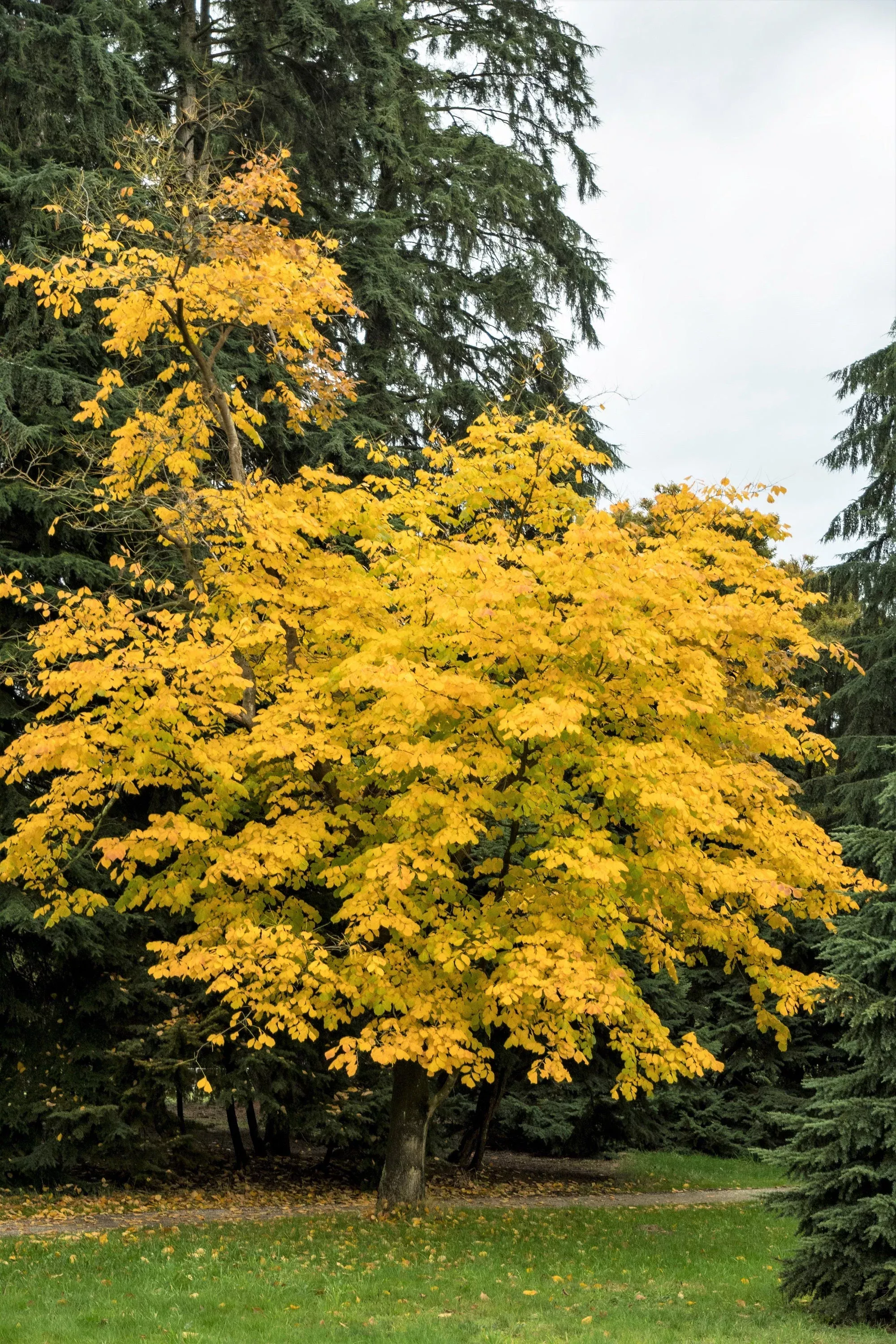 10-yellow-ash-tree-kentucky-yellowwood-white-flowers-cladrastis-lutea-kentukea-s 10 YELLOW ASH TREE Kentucky Yellowwood White Flowers Cladrastis Lutea Kentukea Seeds