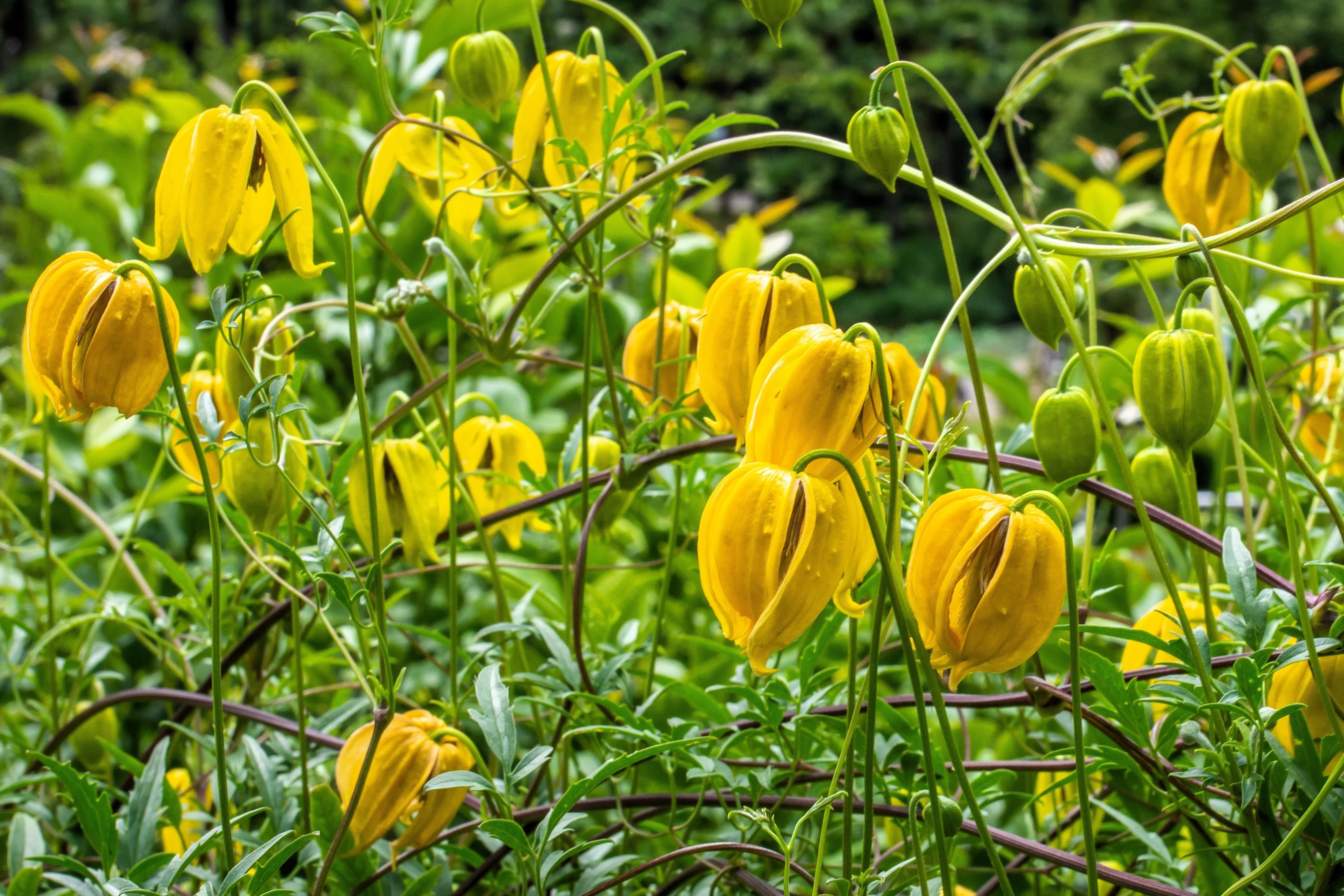 10-yellow-clematis-radar-love-vine-climber-clematis-tangutica-flower-seeds 10 Yellow CLEMATIS RADAR LOVE Vine Climber Clematis Tangutica Flower Seeds