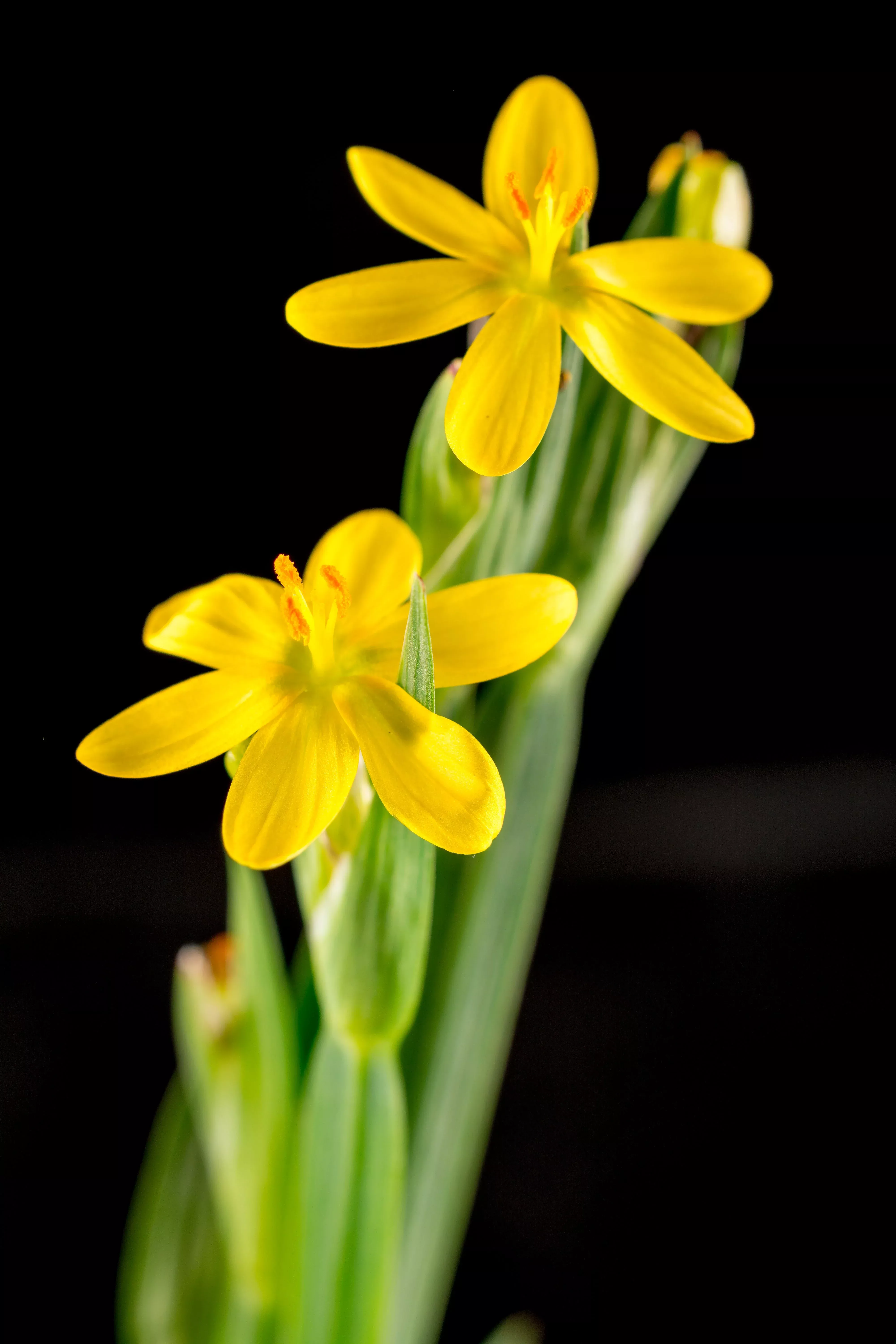 10-yellow-eyed-grass-ornamental-sisyrinchium-californicum-flower-seeds 10 YELLOW EYED GRASS Ornamental Sisyrinchium Californicum Flower Seeds
