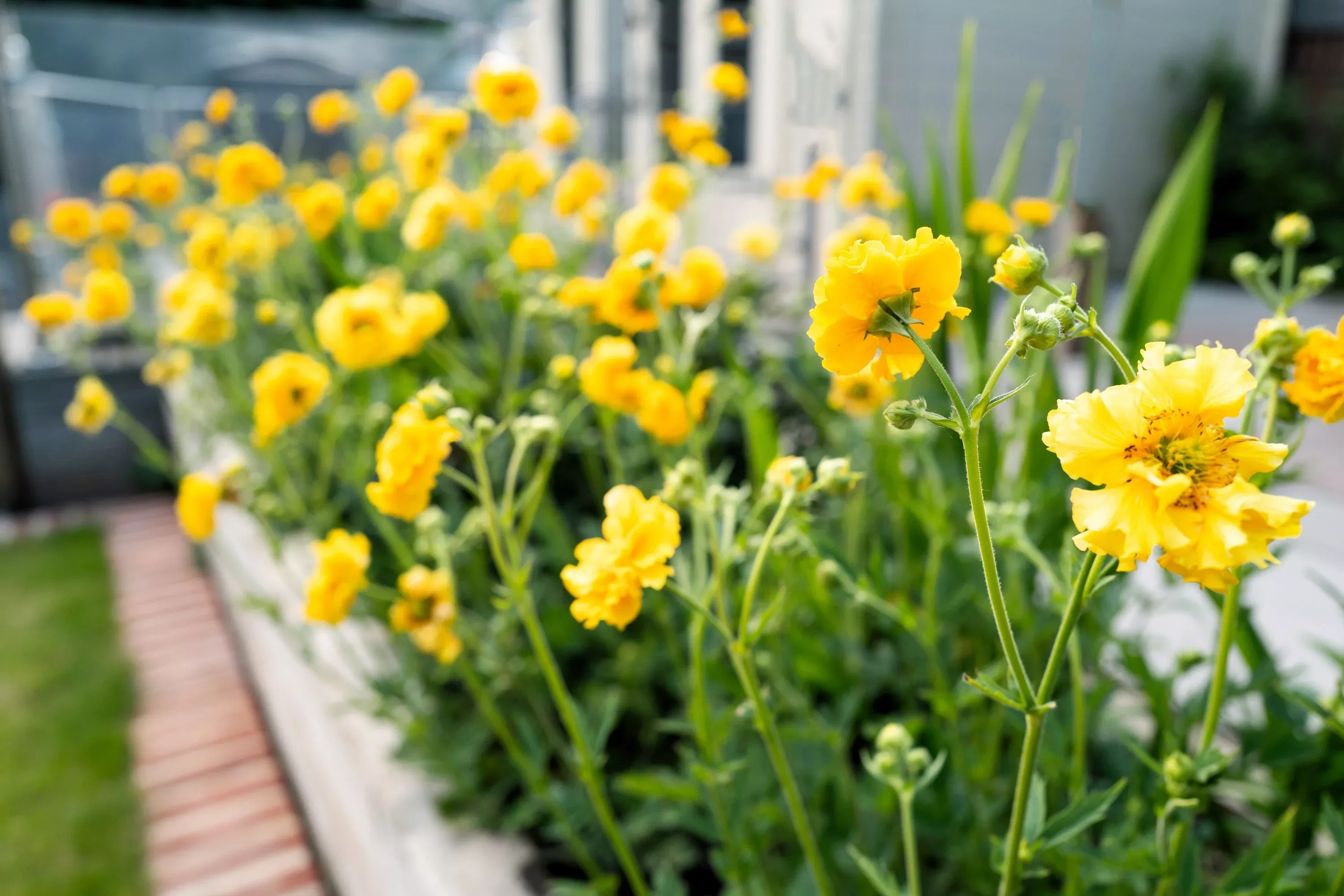 10-yellow-lady-stratheden-geum-chiloense-flower-seeds 10 Yellow Lady Stratheden GEUM Chiloense Flower Seeds