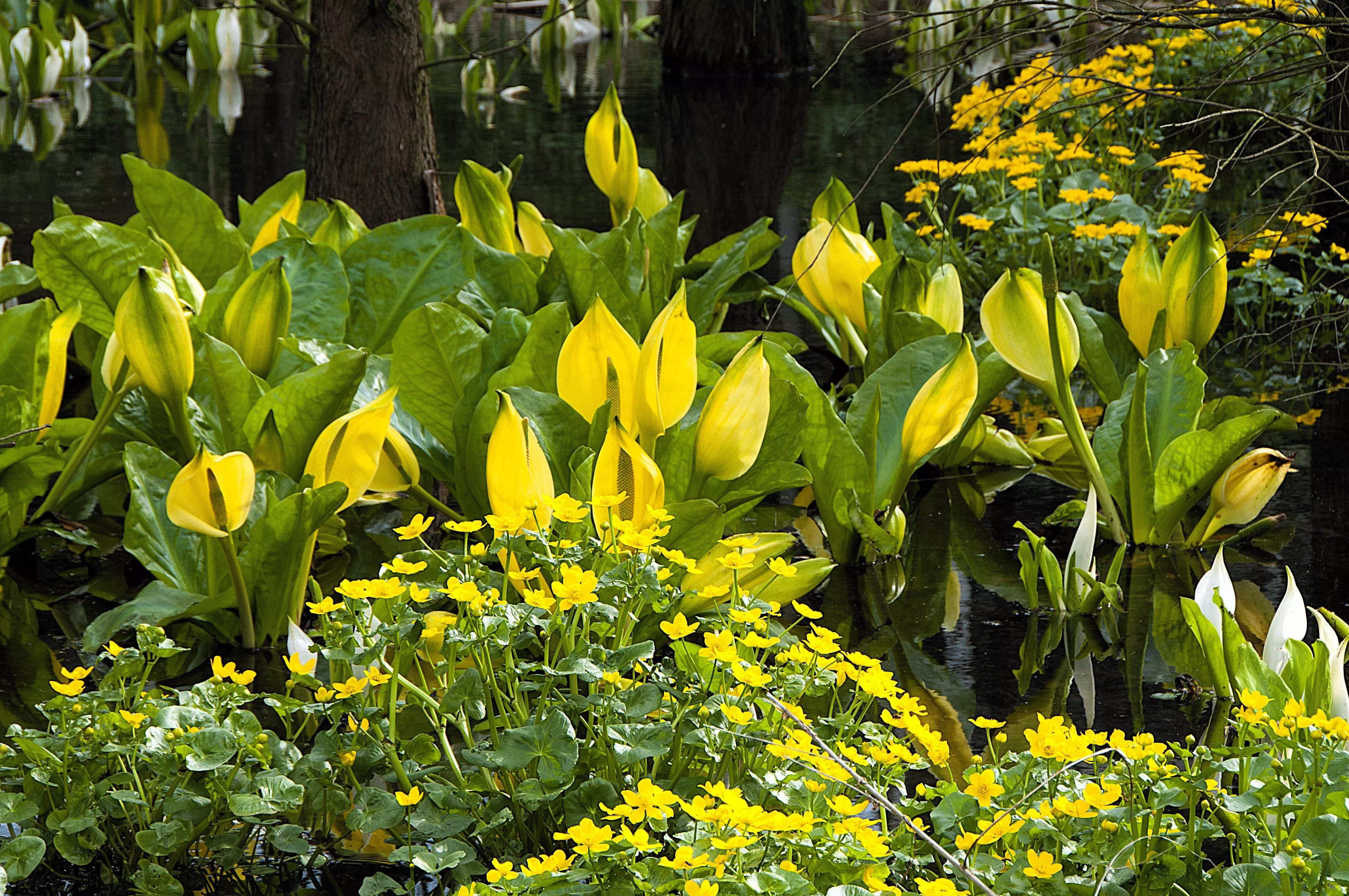 10-yellow-swamp-lantern-moist-lysichiton-americanus-skunk-cabbage-flower-seeds 10 Yellow SWAMP LANTERN Moist Lysichiton Americanus Skunk Cabbage Flower Seeds
