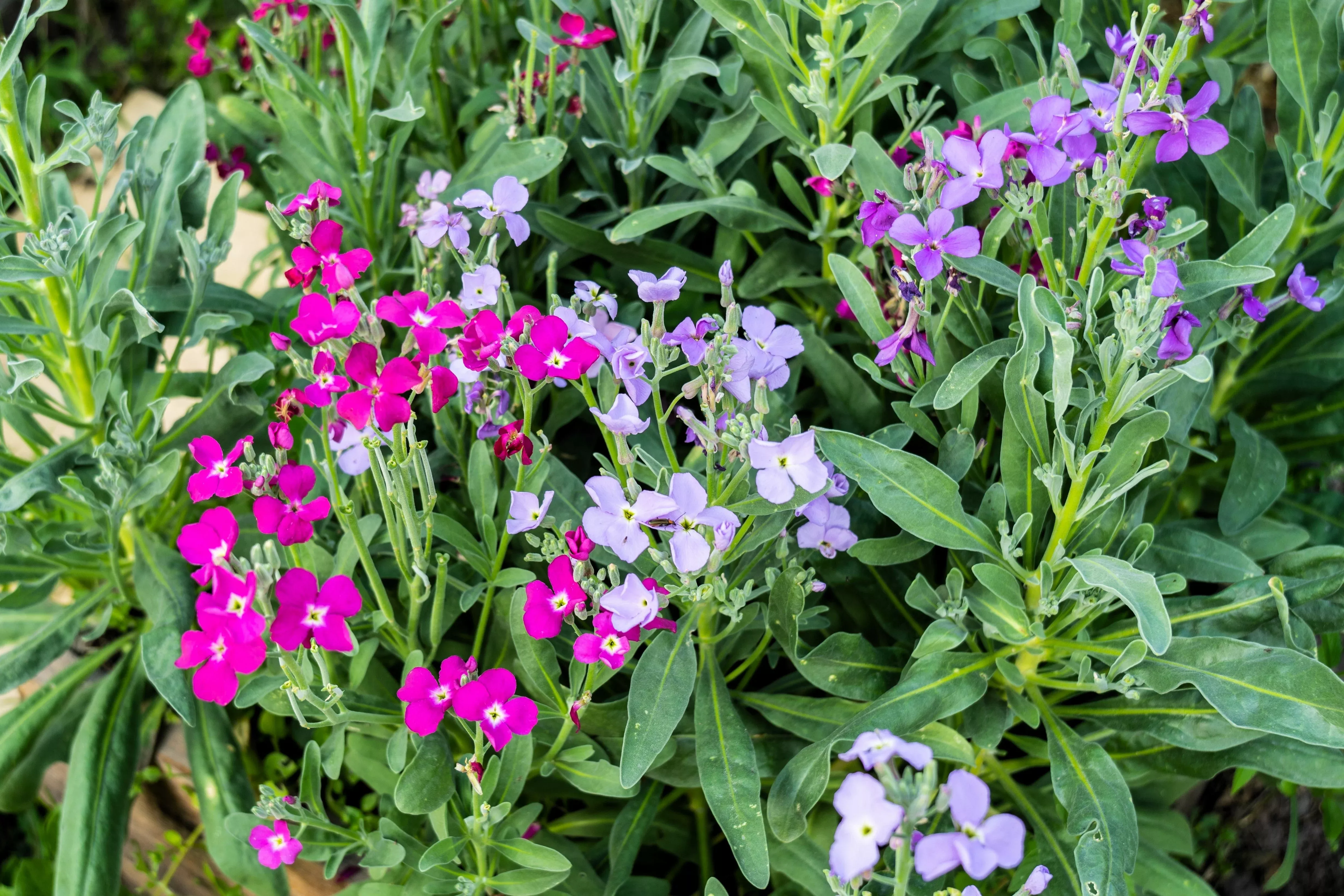 1000-evening-night-scented-stock-matthiola-longipetala-bicornis-flower-seeds 1000 EVENING (night) SCENTED STOCK Matthiola Longipetala Bicornis Flower Seeds