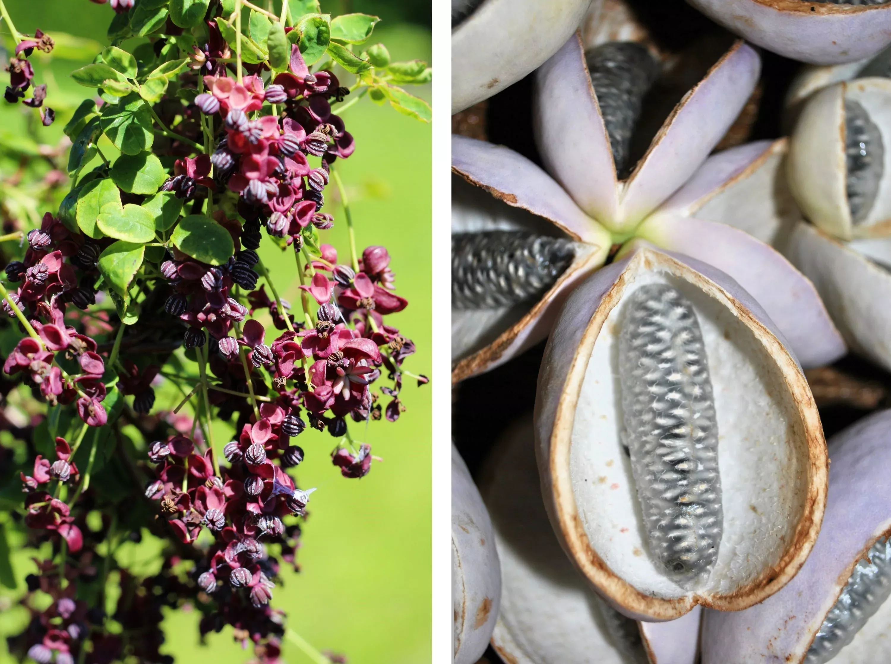 15-chocolate-vine-edible-fruit-akebia-trifoliata-flower-ornamental-climber-seeds 15 CHOCOLATE VINE Edible Fruit Akebia Trifoliata Flower Ornamental Climber Seeds