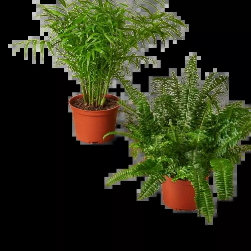 2-6-pet-friendly-plants-premium-subscription-box 2 - 6" Pet-Friendly Plants Premium Subscription box