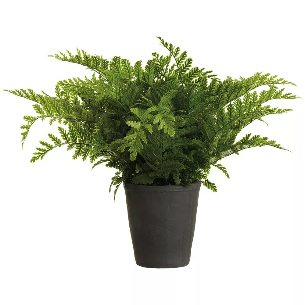 20-leather-fern-plant-in-cement-pot 20" Leather Fern Plant in Cement Pot