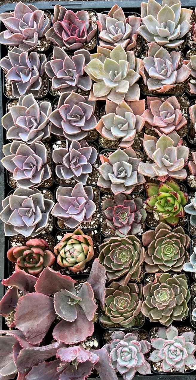 20-pack-colorful-2-succulents 20-Pack of COLORFUL 2" Succulents