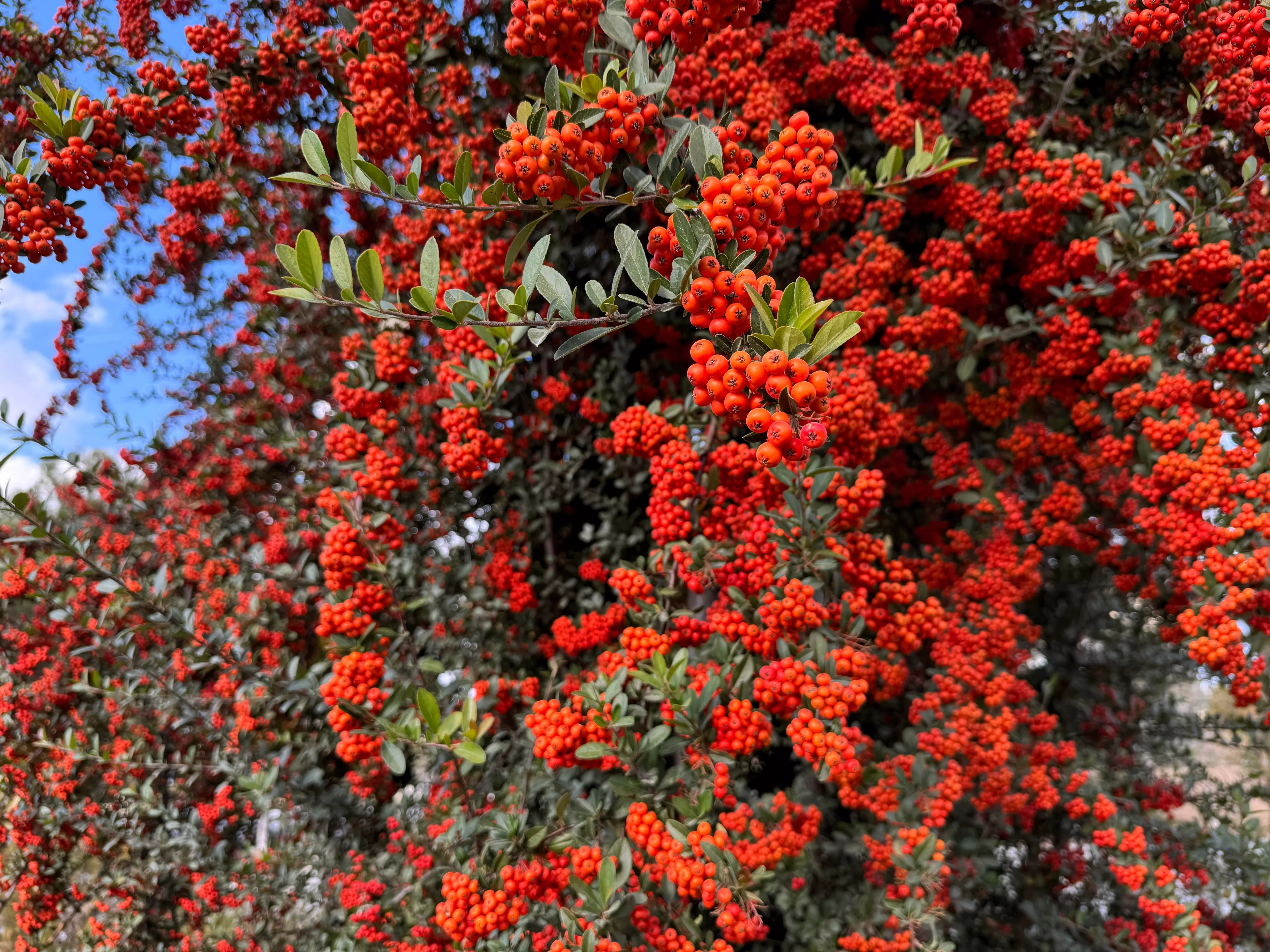 25-scarlet-firethorn-pyracantha-coccinea-bush-shrub-flower-seeds 25 SCARLET FIRETHORN Pyracantha Coccinea Bush Shrub Flower Seeds