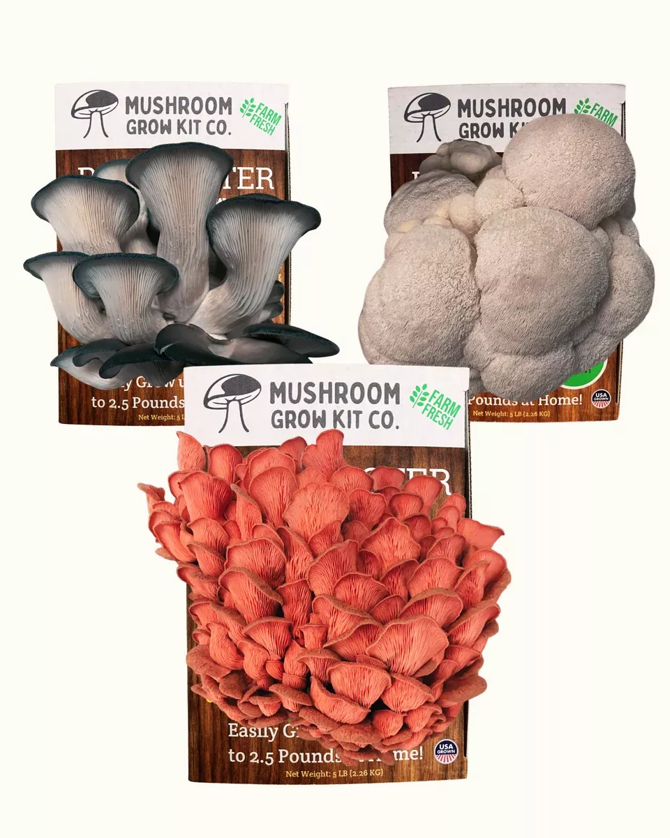 3-pack-premium-lion-s-mane-pink-blue-oyster-mushroom-growing-kit-15-lbs 3 Pack - Premium Lion's Mane, Pink, and Blue Oyster Mushroom Growing Kit - 15 LBS
