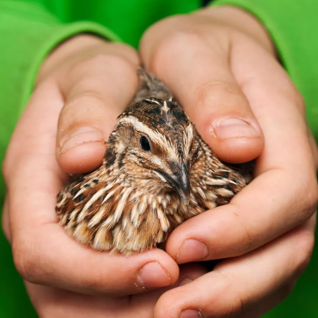 36-quail-eggs-hatching-fertile-coturnix-selection-hens-choice-ai-npip-certified- 36 Quail Eggs for Hatching - Fertile Coturnix Selection Hens Choice, AI & NPIP Certified, Sustainably Sourced from Family-Run Farms, Farm Fresh Delivery with Minimal Breakage