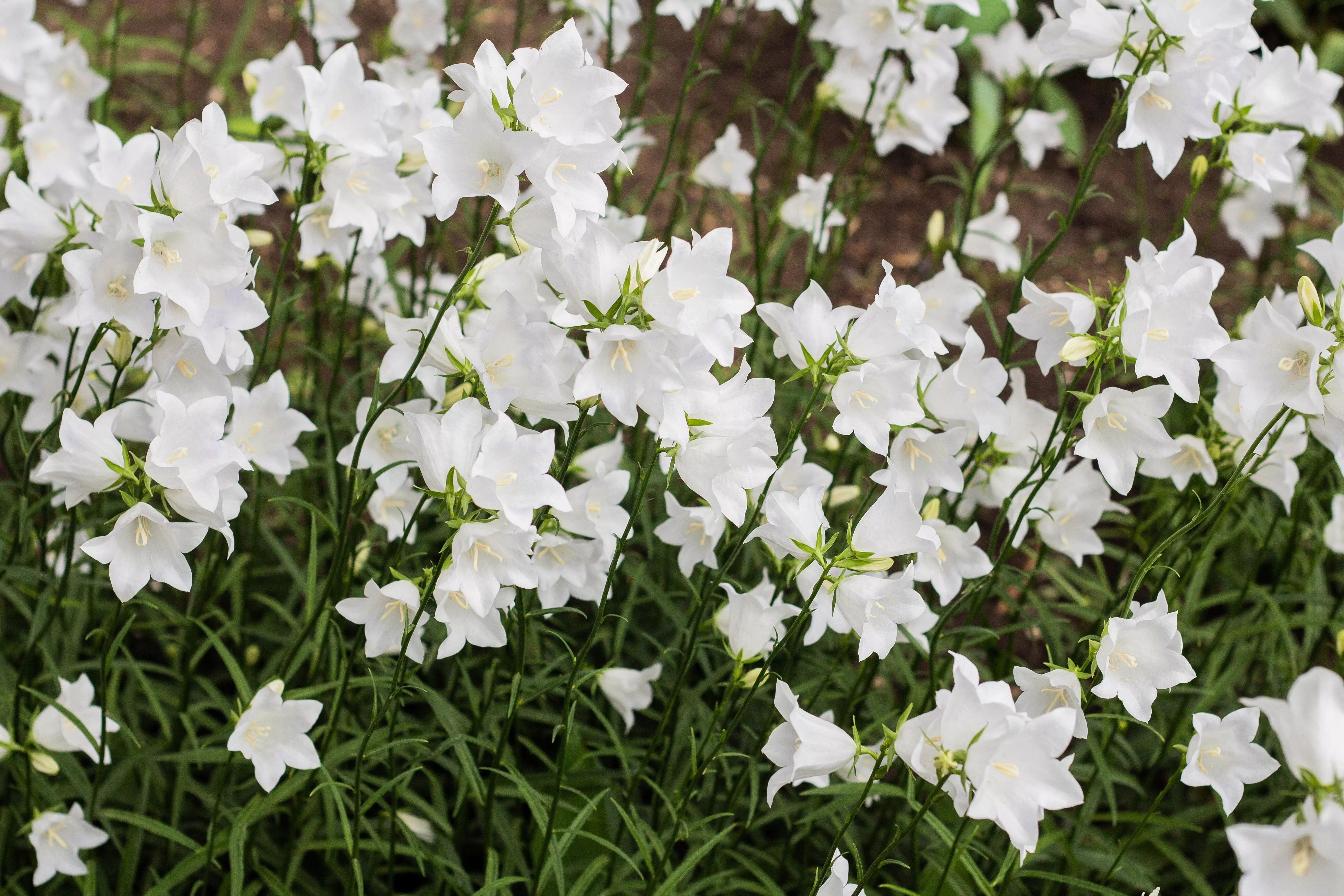 500-white-peach-leaved-bellflower-campanula-persicifolia-flower-seeds 500 White PEACH LEAVED BELLFLOWER Campanula Persicifolia Flower Seeds