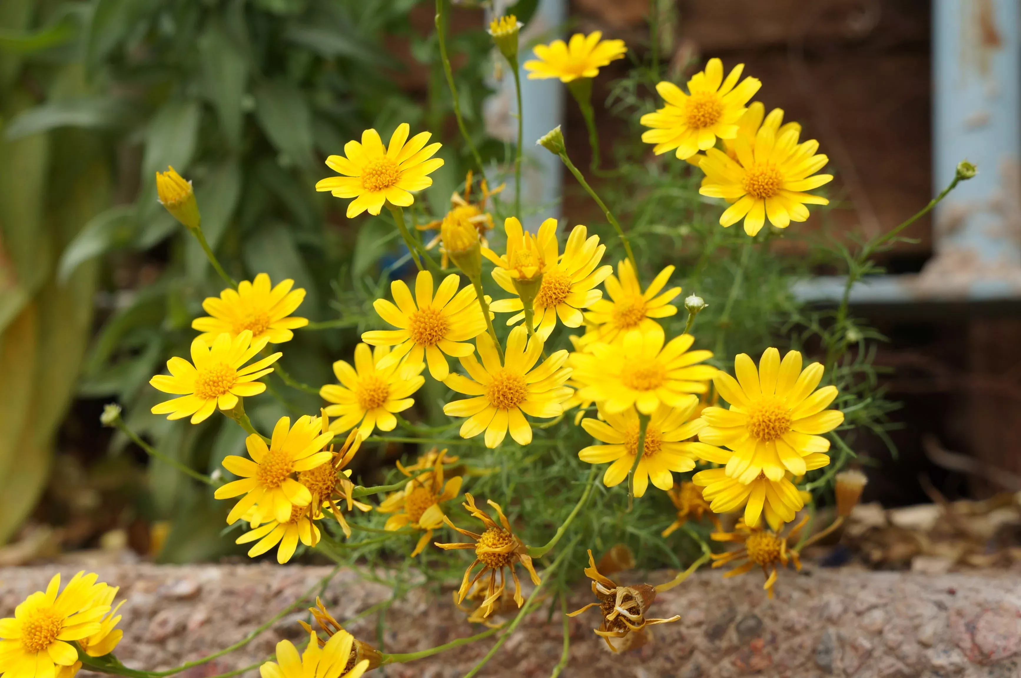 500-yellow-chrysanthemum-flower-seeds 500 YELLOW CHRYSANTHEMUM Flower Seeds