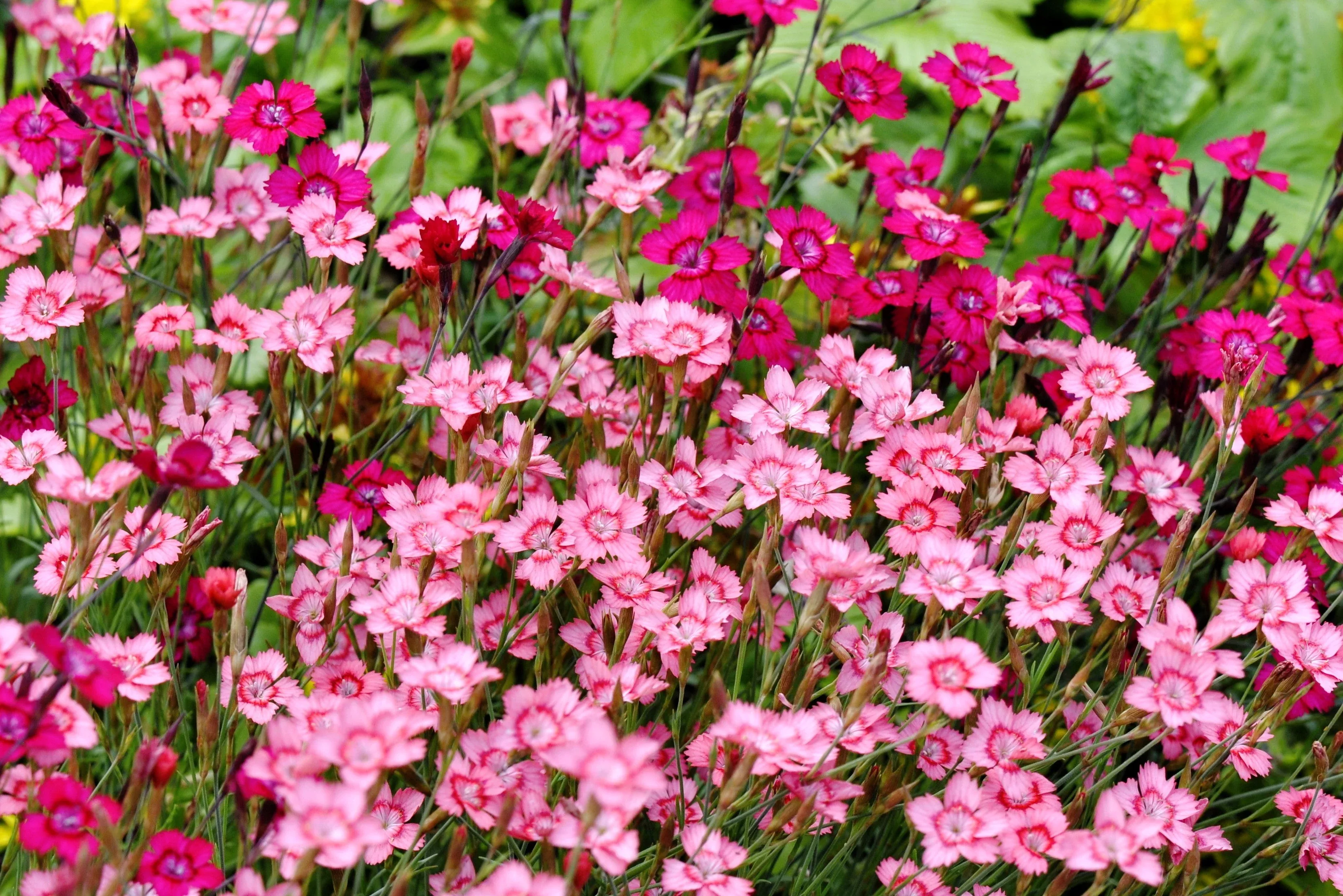 550-maiden-pinks-mixed-colors-dianthus-deltoides-flower-seeds 550 MAIDEN PINKS Mixed Colors Dianthus Deltoides Flower Seeds
