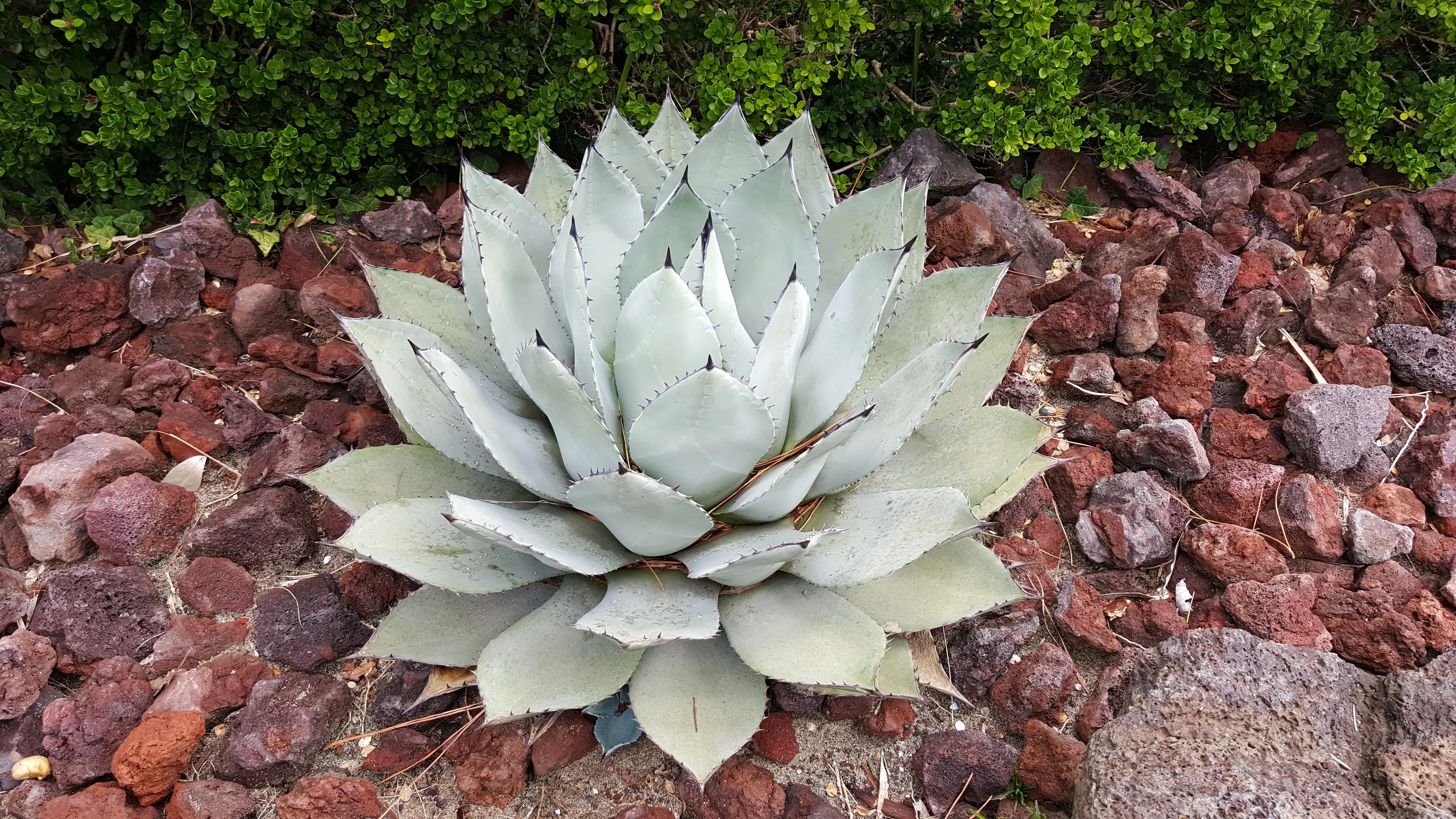 5artichoke-agave-parry-s-huachuca-agave-parryi-huachucensis-century-plant-succul 5ARTICHOKE AGAVE Parry's Huachuca Agave Parryi Huachucensis Century Plant Succulent Cactus Seeds