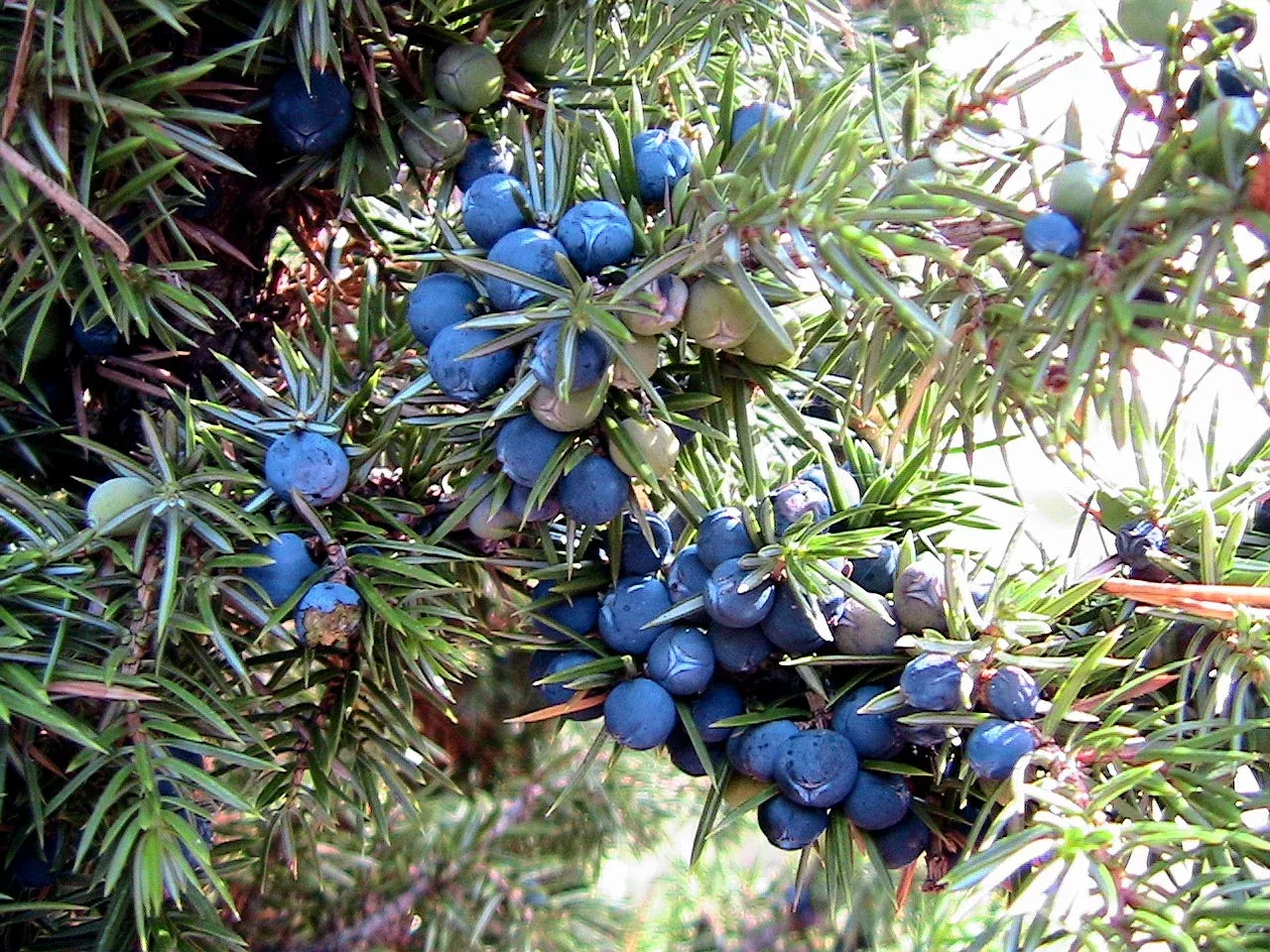 60-organic-seeds-common-juniper-20-berries-juniperus-communis-tree-shrub-evergre 60 Organic Seeds COMMON JUNIPER (20 Berries) Juniperus Communis Tree Shrub Evergreen Conifer Blue Berry Yellow Flower aka Gin Berry Pine
