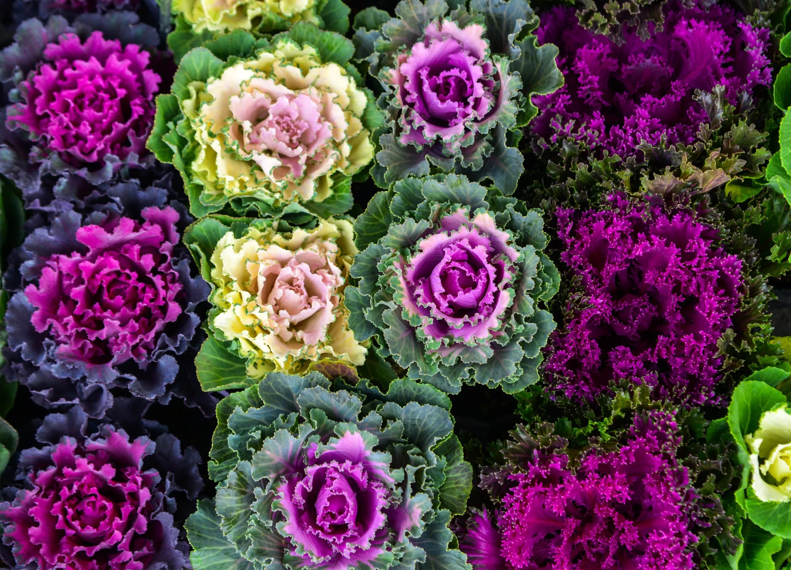 60-ornamental-kale-mixed-colors-brassica-oleracea-flower-seeds 60 ORNAMENTAL KALE MIXED Colors Brassica Oleracea Flower Seeds