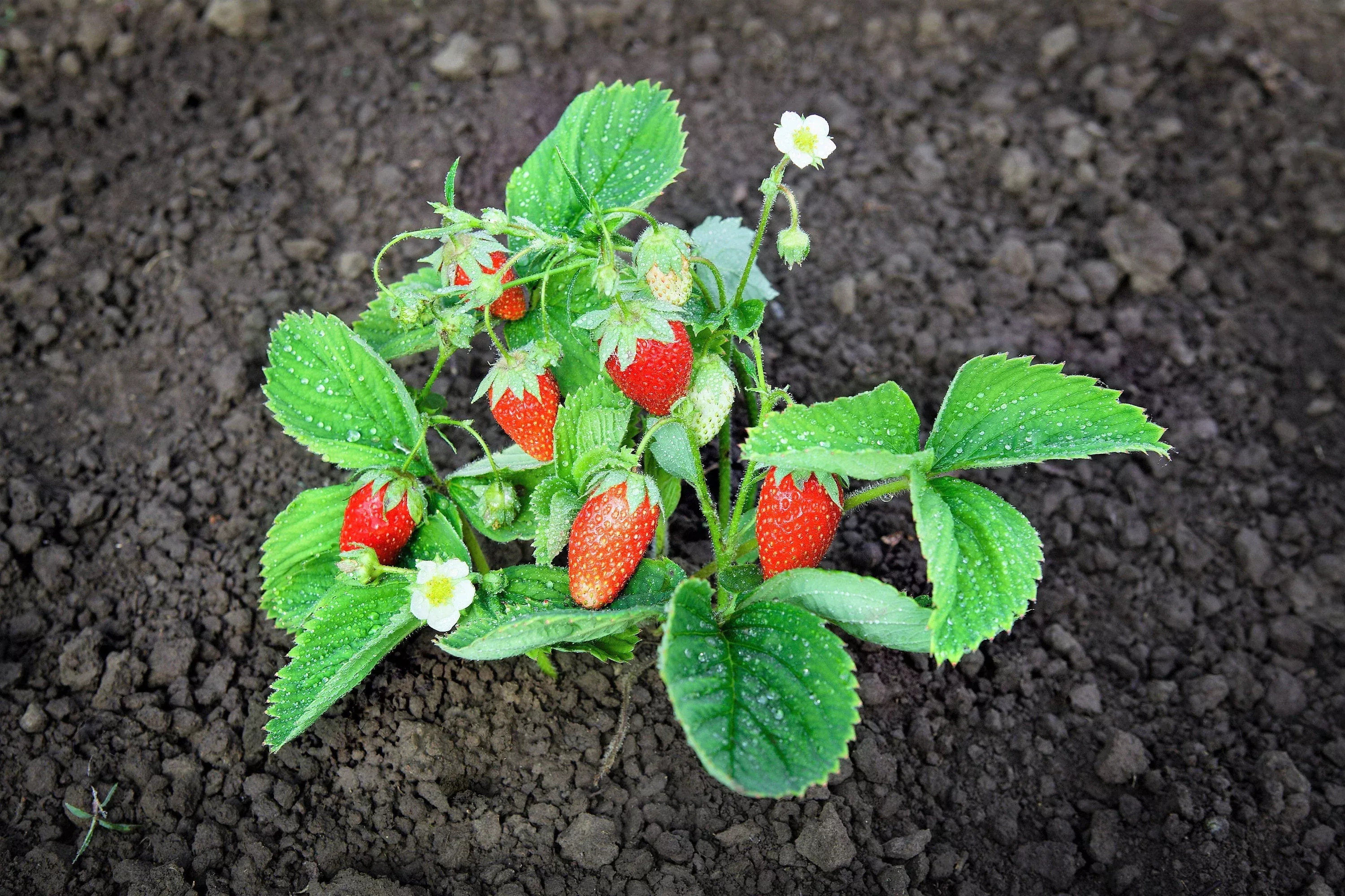 60-ruegen-strawberry-everbearing-alpine-fragaria-vesca-red-berry-fruit-white-flo 60 RUEGEN STRAWBERRY Everbearing Alpine Fragaria Vesca Red Berry Fruit White Flower Seeds