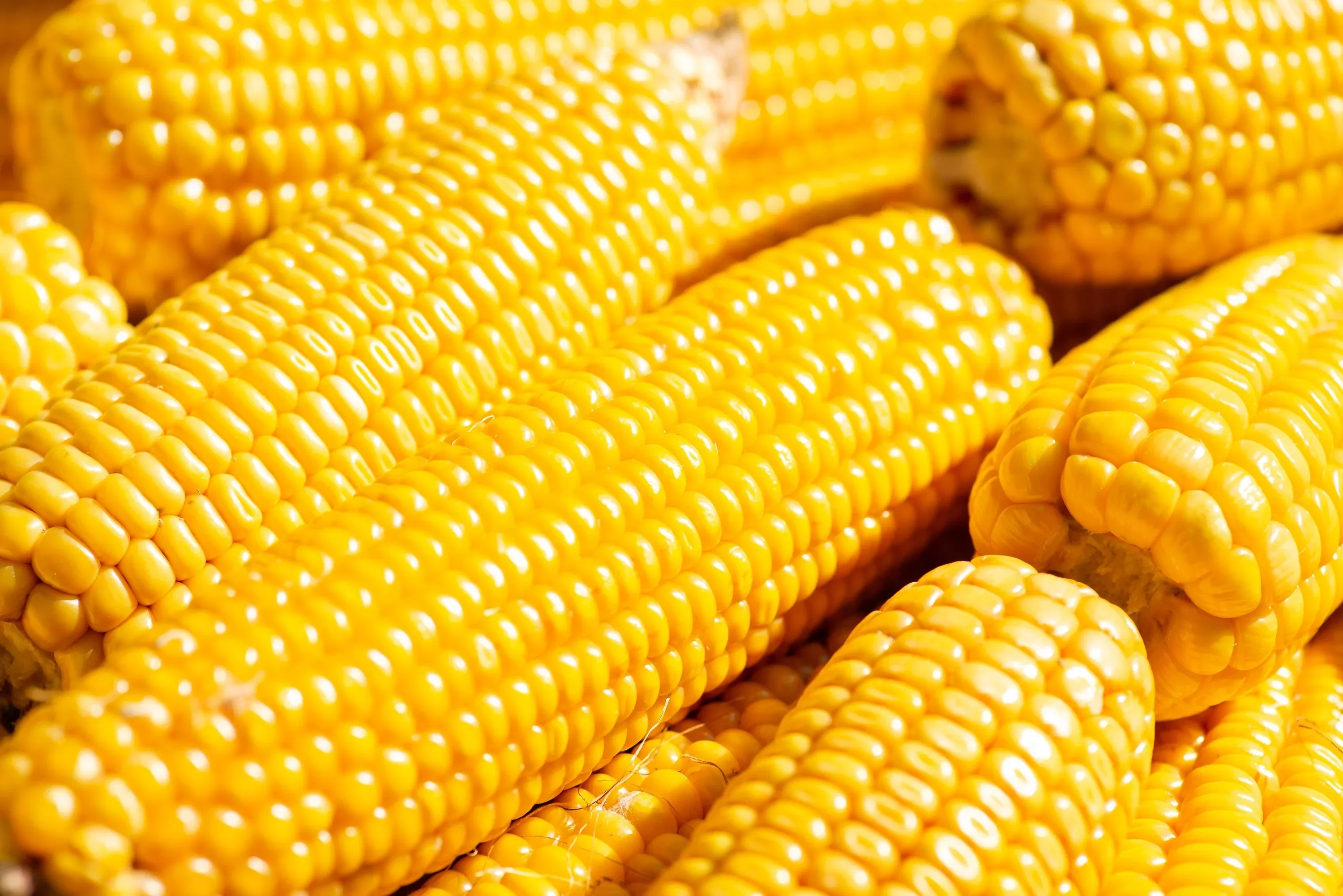 60-yellow-corn-early-xtra-sweet-zea-mays-vegetable-seeds 60 YELLOW CORN ' Early Xtra Sweet ' Zea Mays Vegetable Seeds