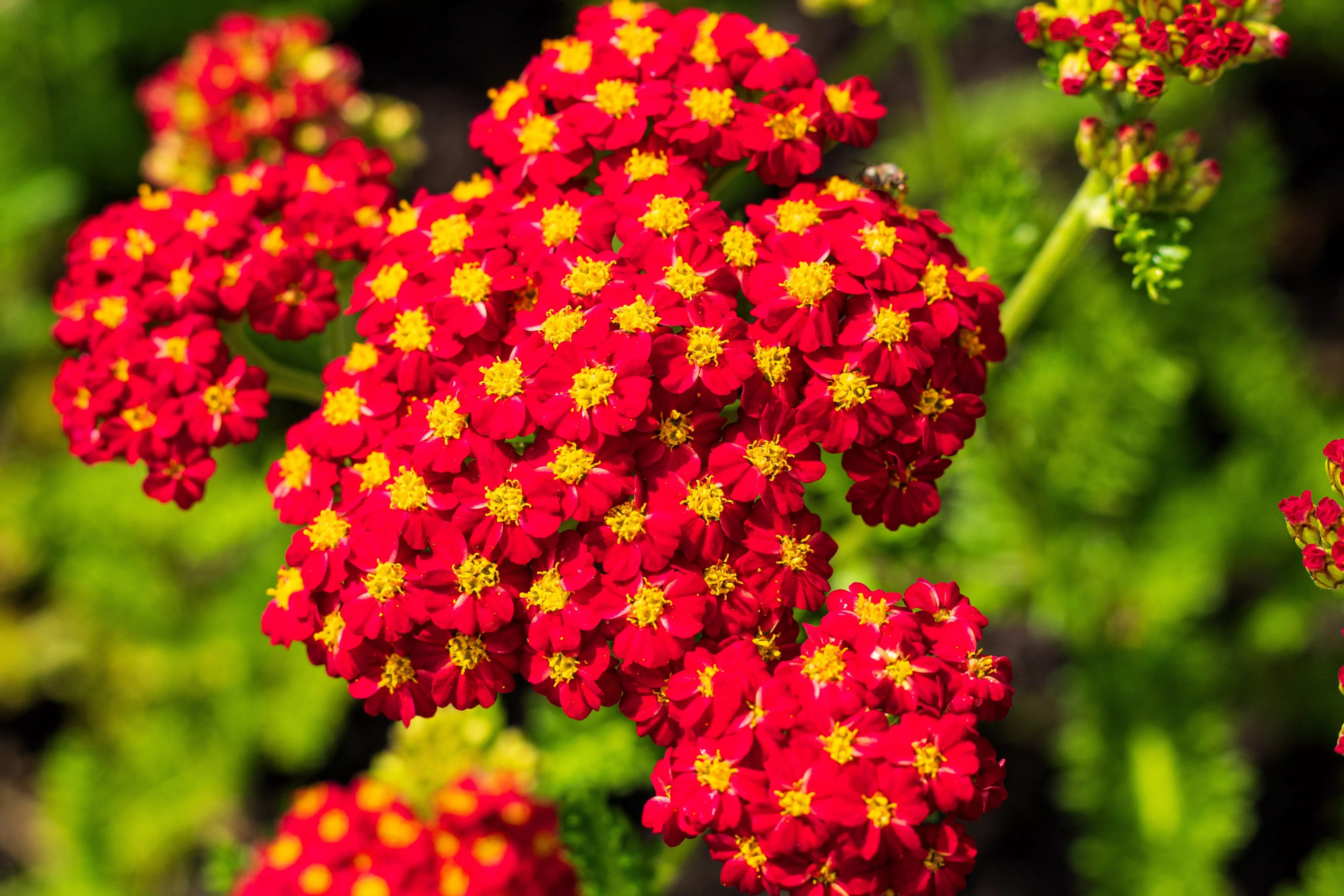 600-red-yarrow-achillea-millefolium-rubra-flower-seeds 600 RED YARROW Achillea Millefolium Rubra Flower Seeds