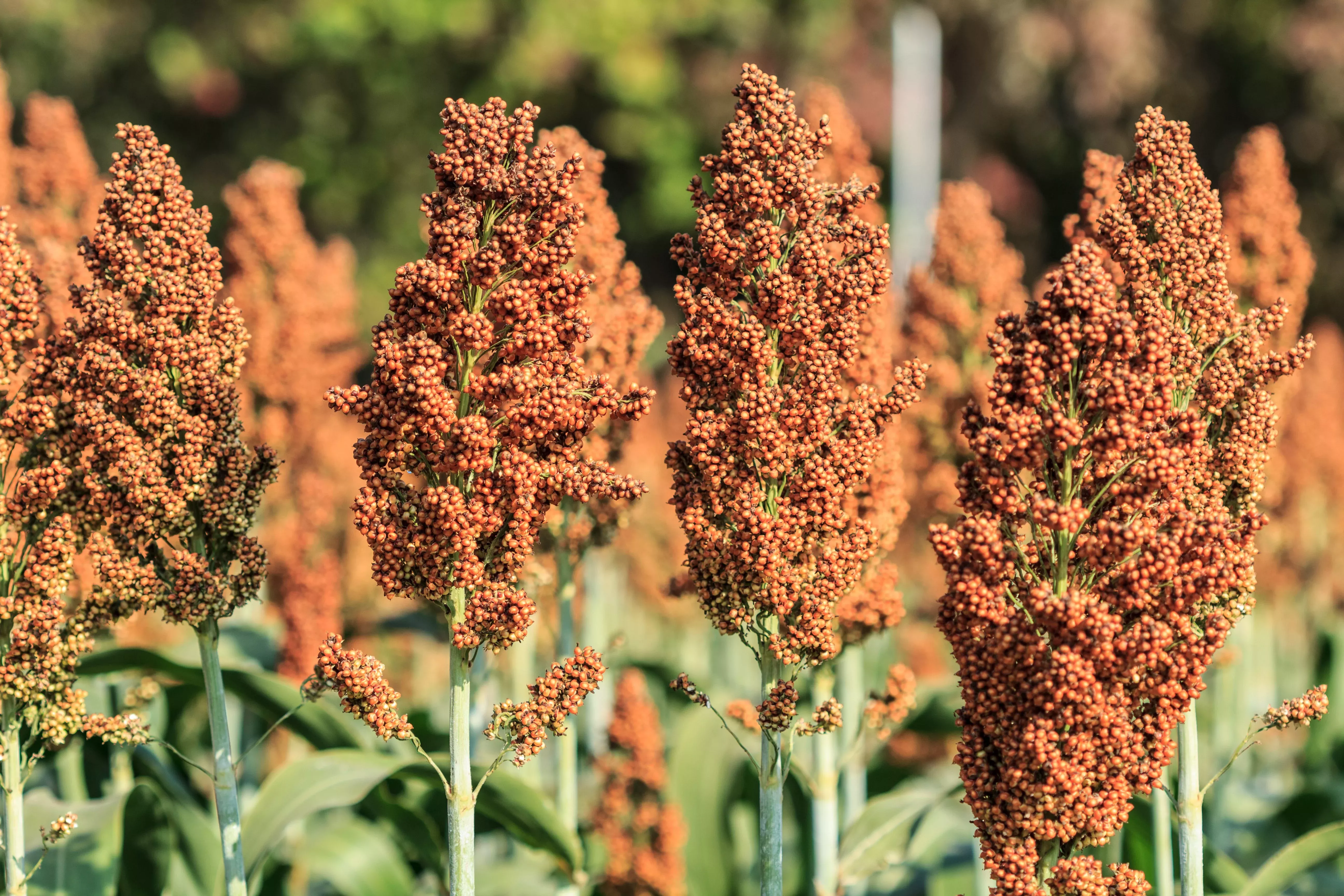 70-sugar-drip-sorghum-amber-cane-grain-sweet-syrup-vegetable-seeds 70 SUGAR DRIP SORGHUM Amber Cane Grain Sweet Syrup Vegetable Seeds