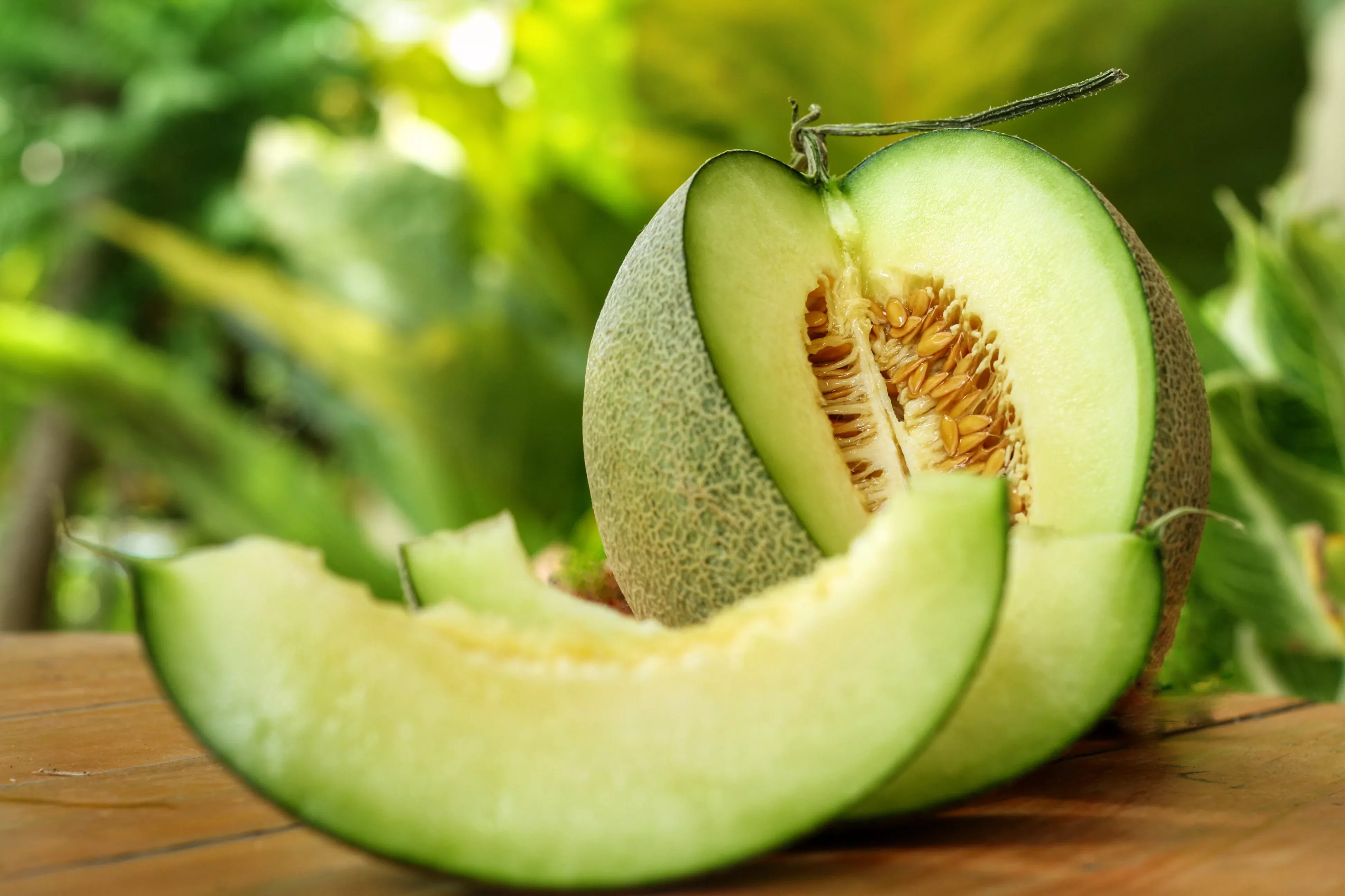 75-green-flesh-rocky-ford-cantaloupe-muskmelon-cucumis-melo-melon-fruit-seeds 75 Green Flesh ROCKY FORD CANTALOUPE Muskmelon Cucumis Melo Melon Fruit Seeds
