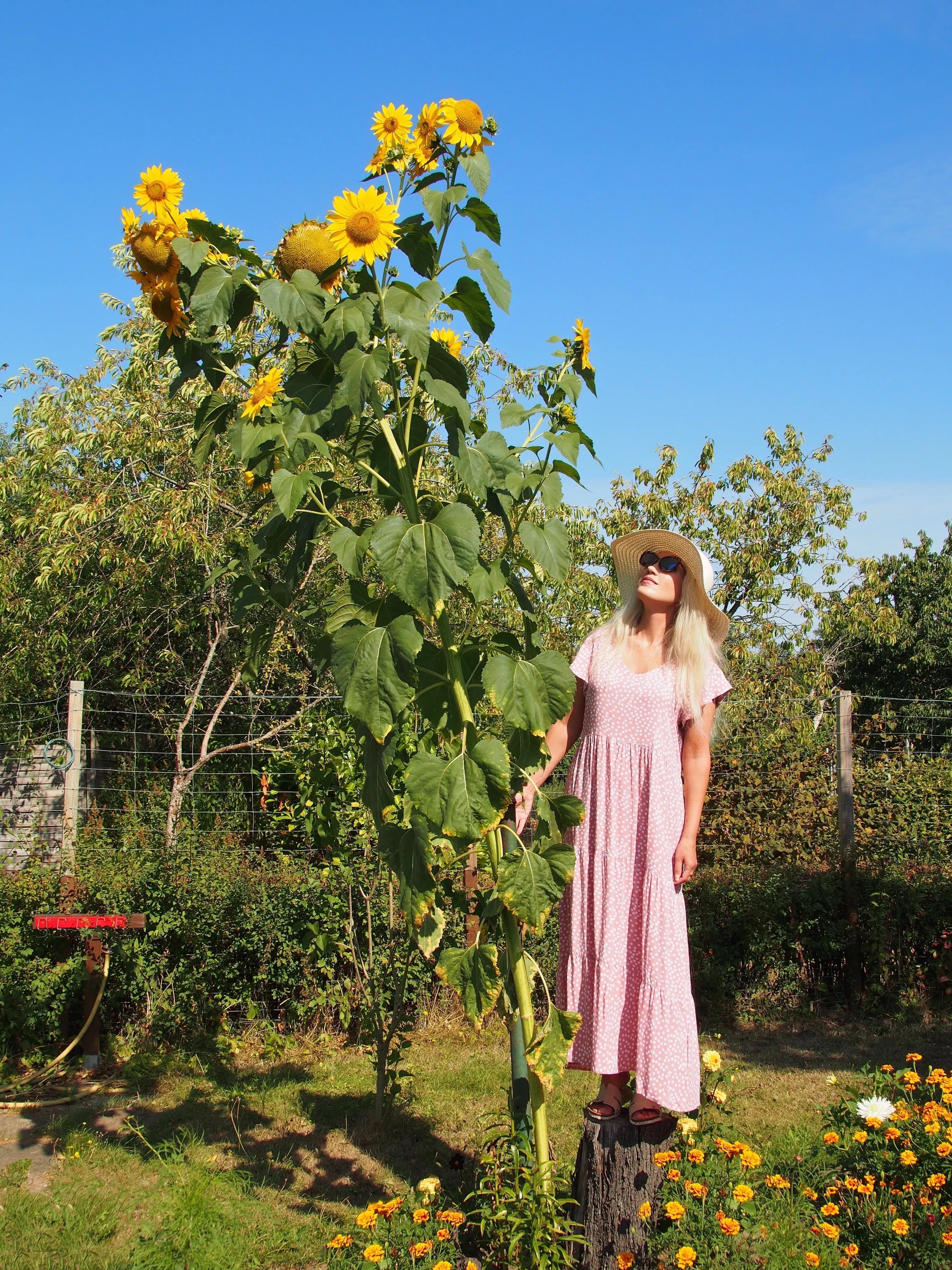 75-mammoth-grey-stripe-sunflower-helianthus-annuus-flower-seeds 75 MAMMOTH GREY Stripe SUNFLOWER Helianthus Annuus Flower Seeds