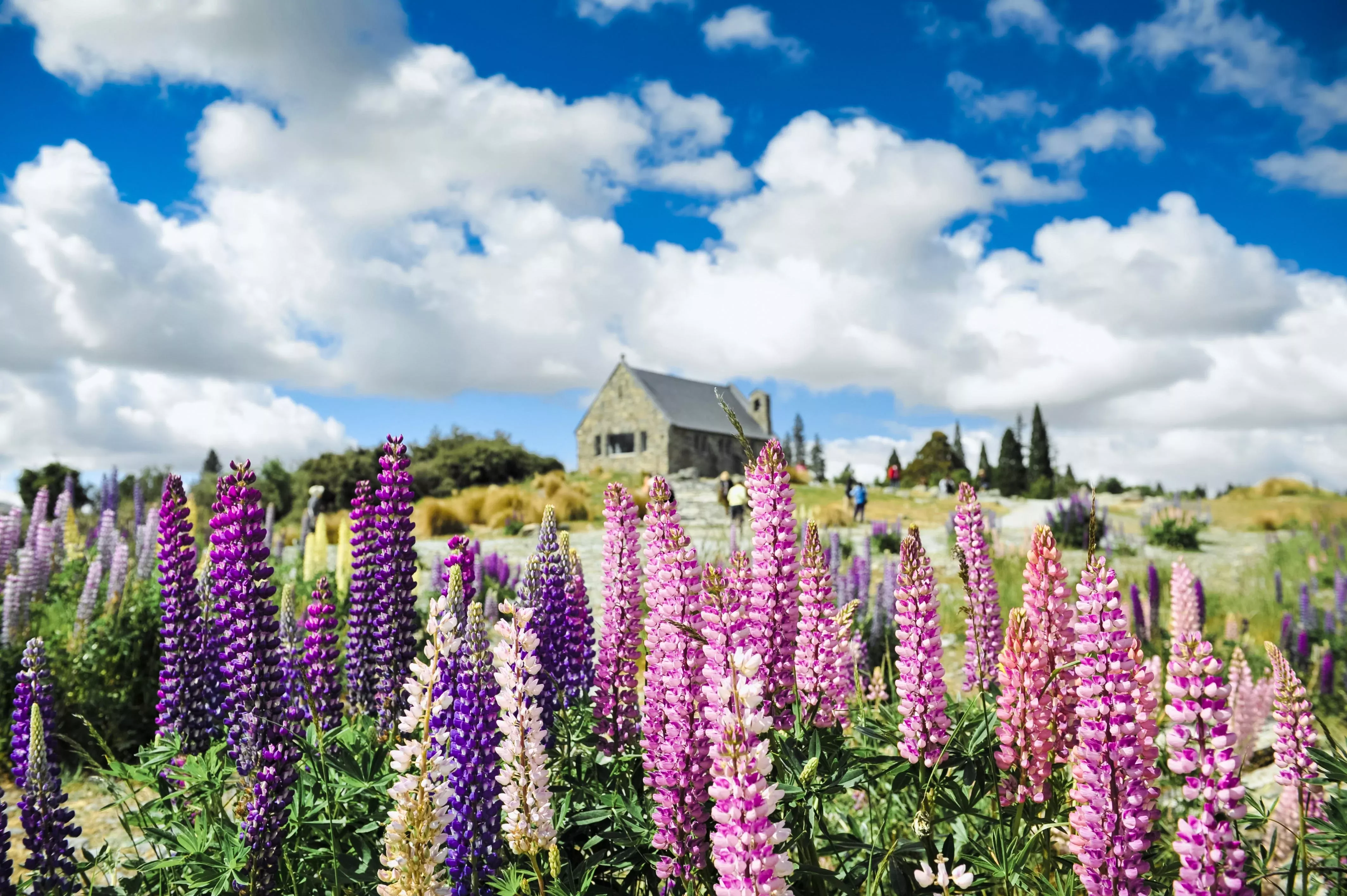 75-mixed-colors-russell-lupine-streamside-bigleaf-garden-or-washington-lupine-lu 75 Mixed Colors RUSSELL LUPINE (Streamside, Bigleaf, Garden, or Washington Lupine) Lupinus Polyphyllus Flower Seeds