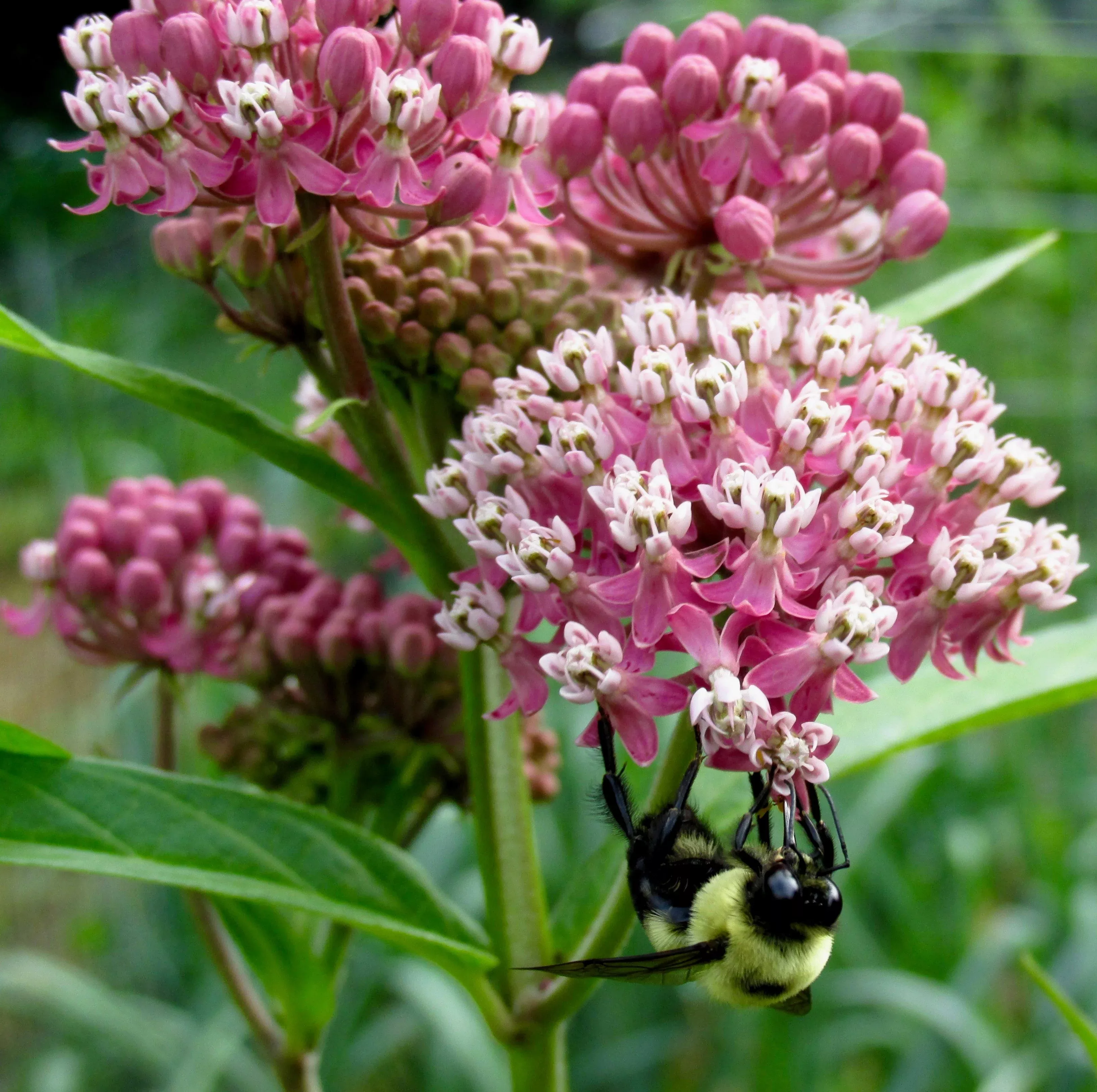 75-red-swamp-milkweed-asclepias-incarnata-flower-seeds 75 RED SWAMP MILKWEED Asclepias Incarnata Flower Seeds