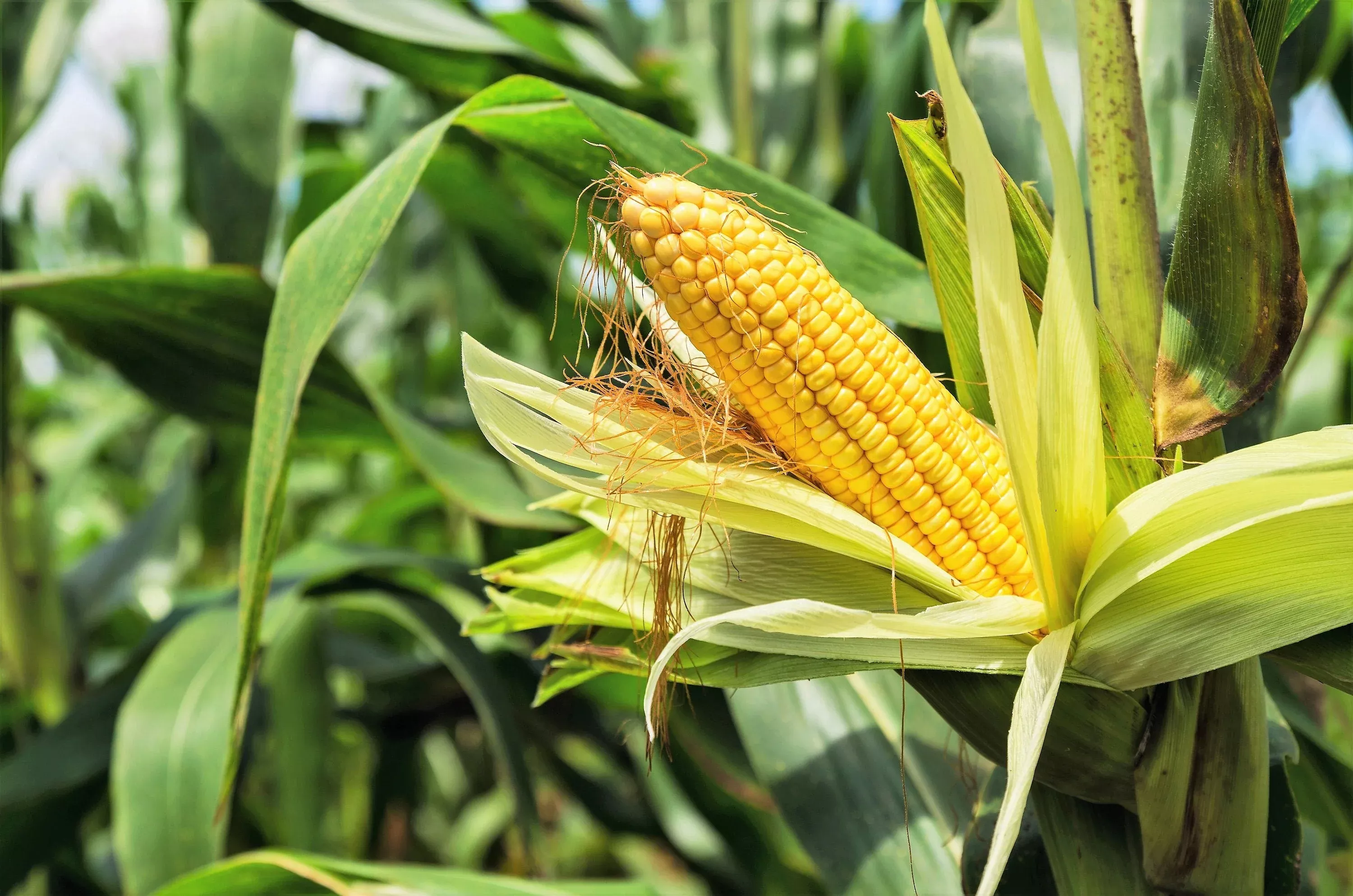 75-south-american-yellow-popcorn-corn-zea-mays-heirloom-vegetable-seeds 75 SOUTH AMERICAN Yellow POPCORN Corn Zea Mays Heirloom Vegetable Seeds
