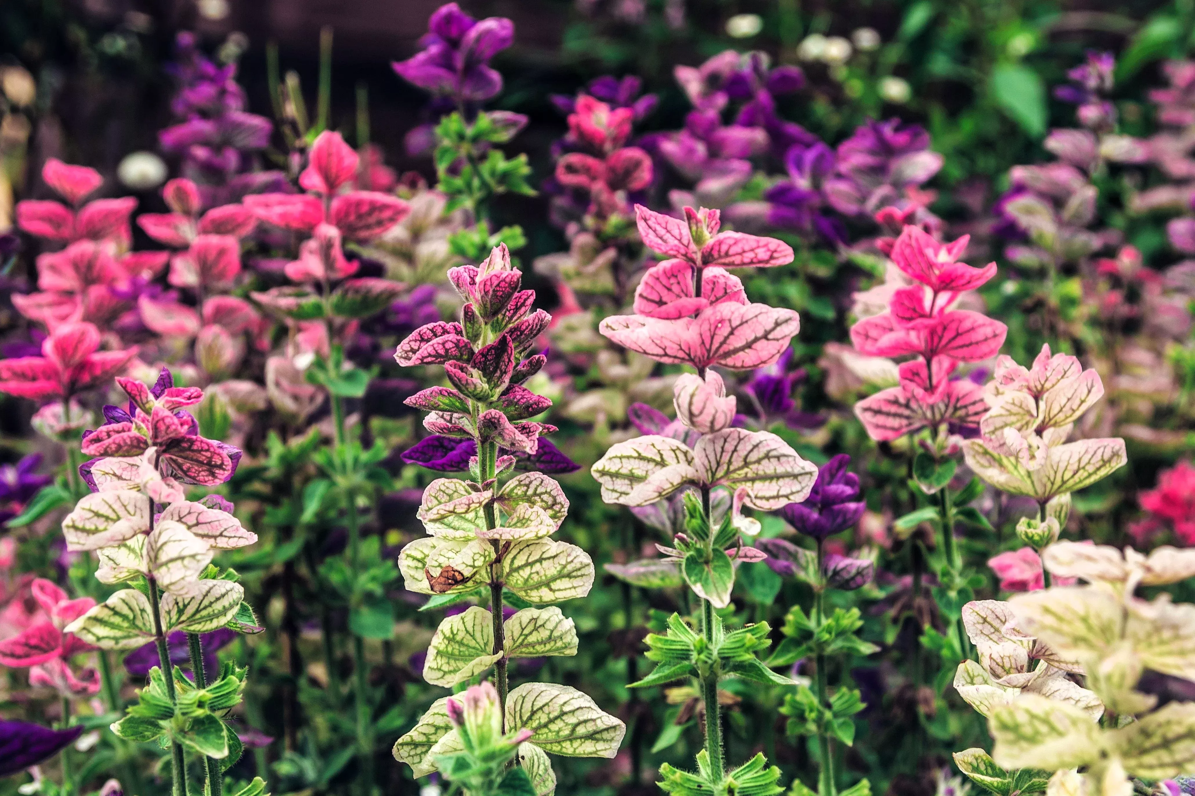 75-tricolor-clary-sage-mix-blue-pink-white-salvia-viridis-horminum-herb-flower-s 75 TRICOLOR CLARY SAGE Mix Blue Pink White Salvia Viridis Horminum Herb Flower Seeds