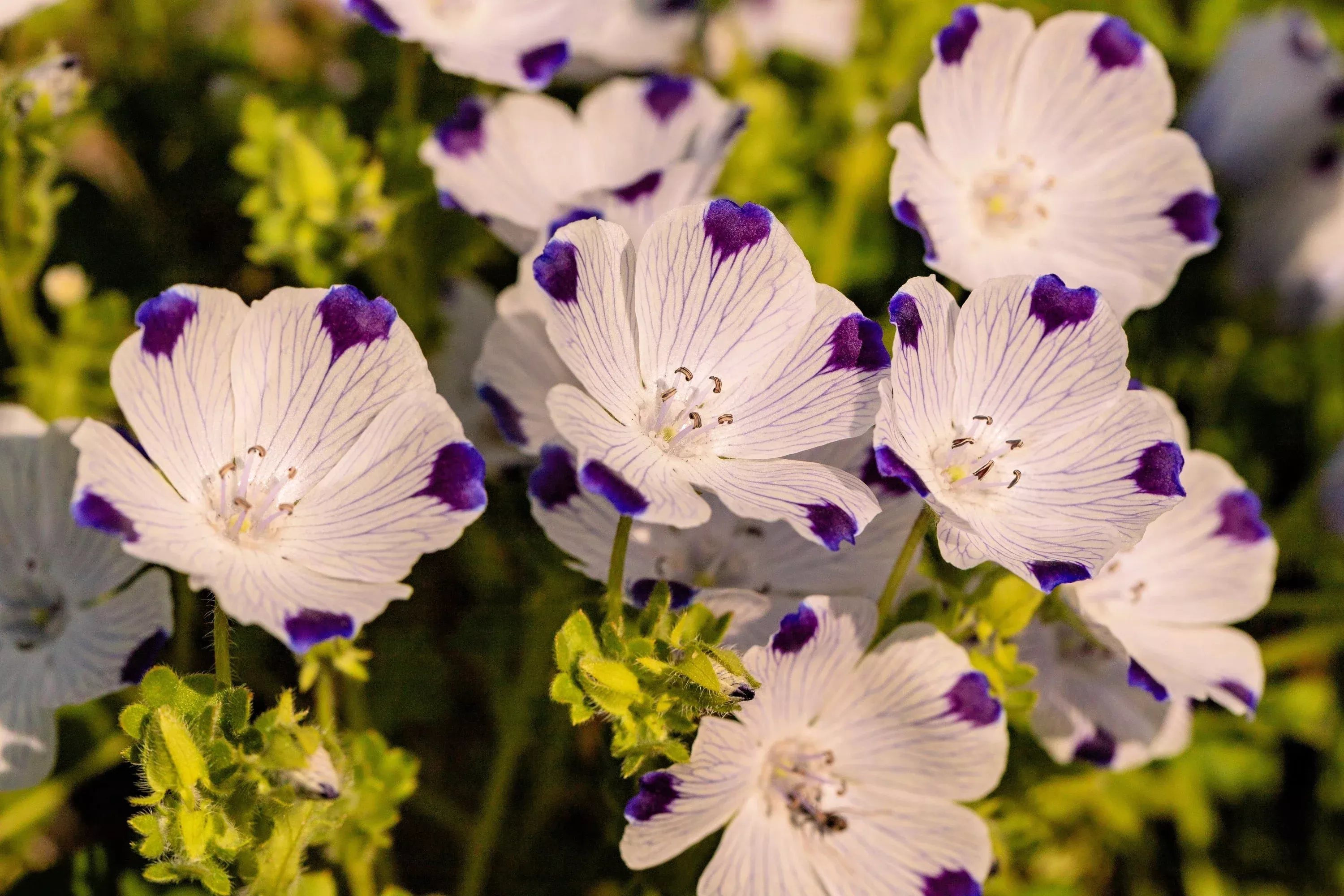 750-five-spot-nemophila-maculata-white-purple-flower-seeds 750 FIVE SPOT Nemophila Maculata White & Purple Flower Seeds