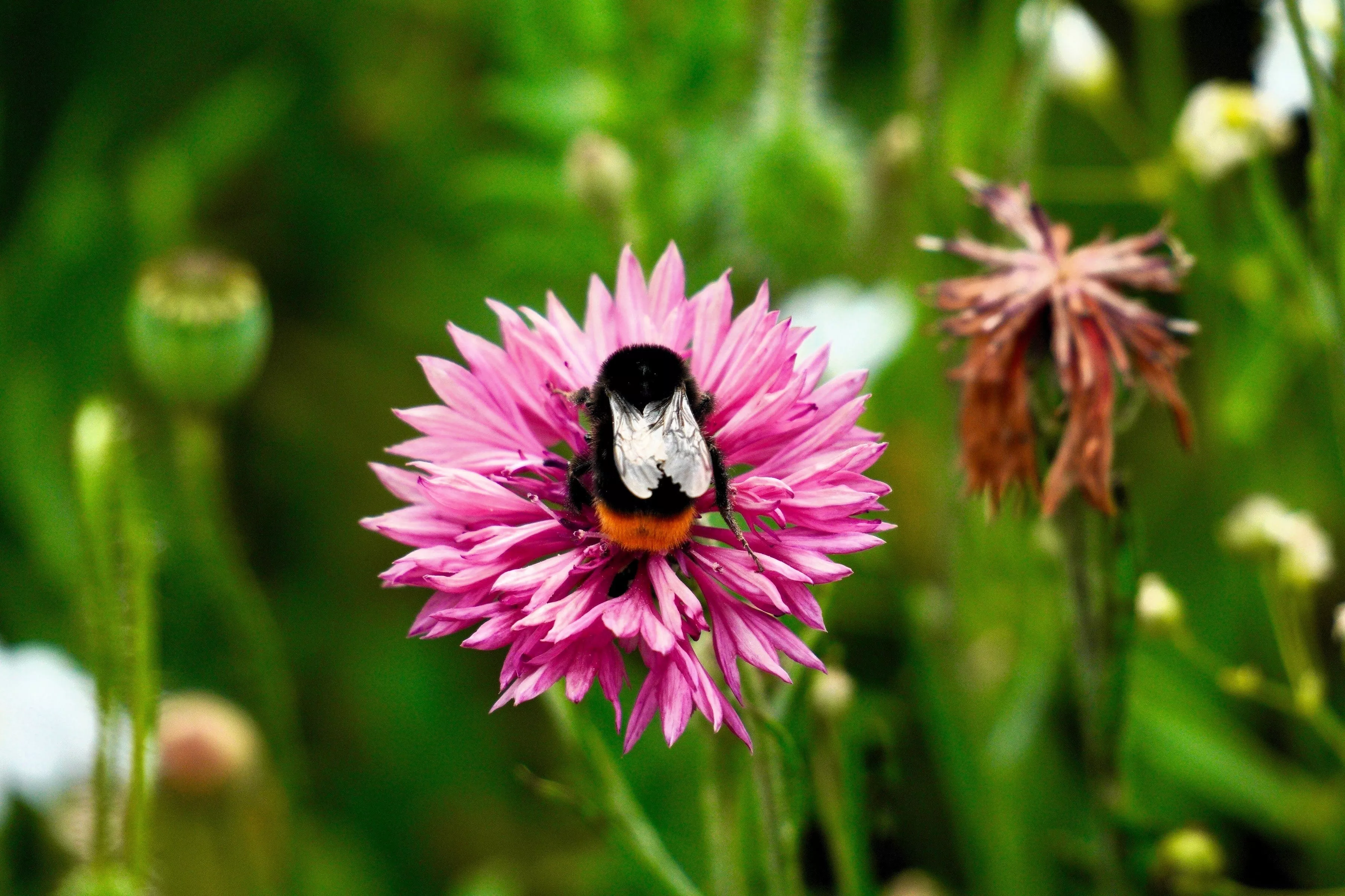 750-pink-bachelor-s-button-cornflower-centaurea-cyanus-flower-seeds 750 Pink BACHELOR'S BUTTON / CORNFLOWER Centaurea Cyanus Flower Seeds