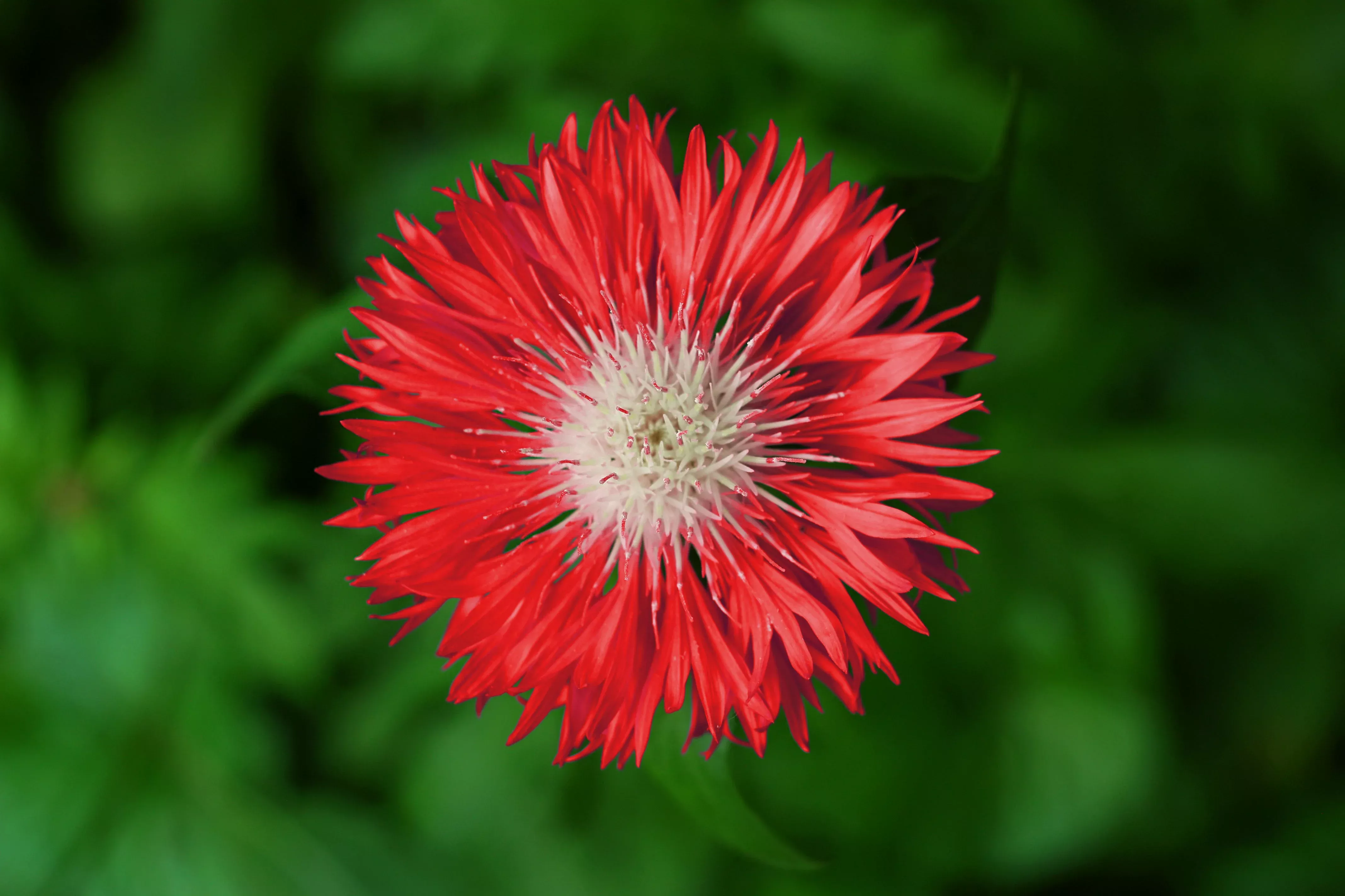 750-red-bachelor-s-button-cornflower-centaurea-cyanus-flower-seeds 750 Red BACHELOR'S BUTTON / CORNFLOWER Centaurea Cyanus Flower Seeds