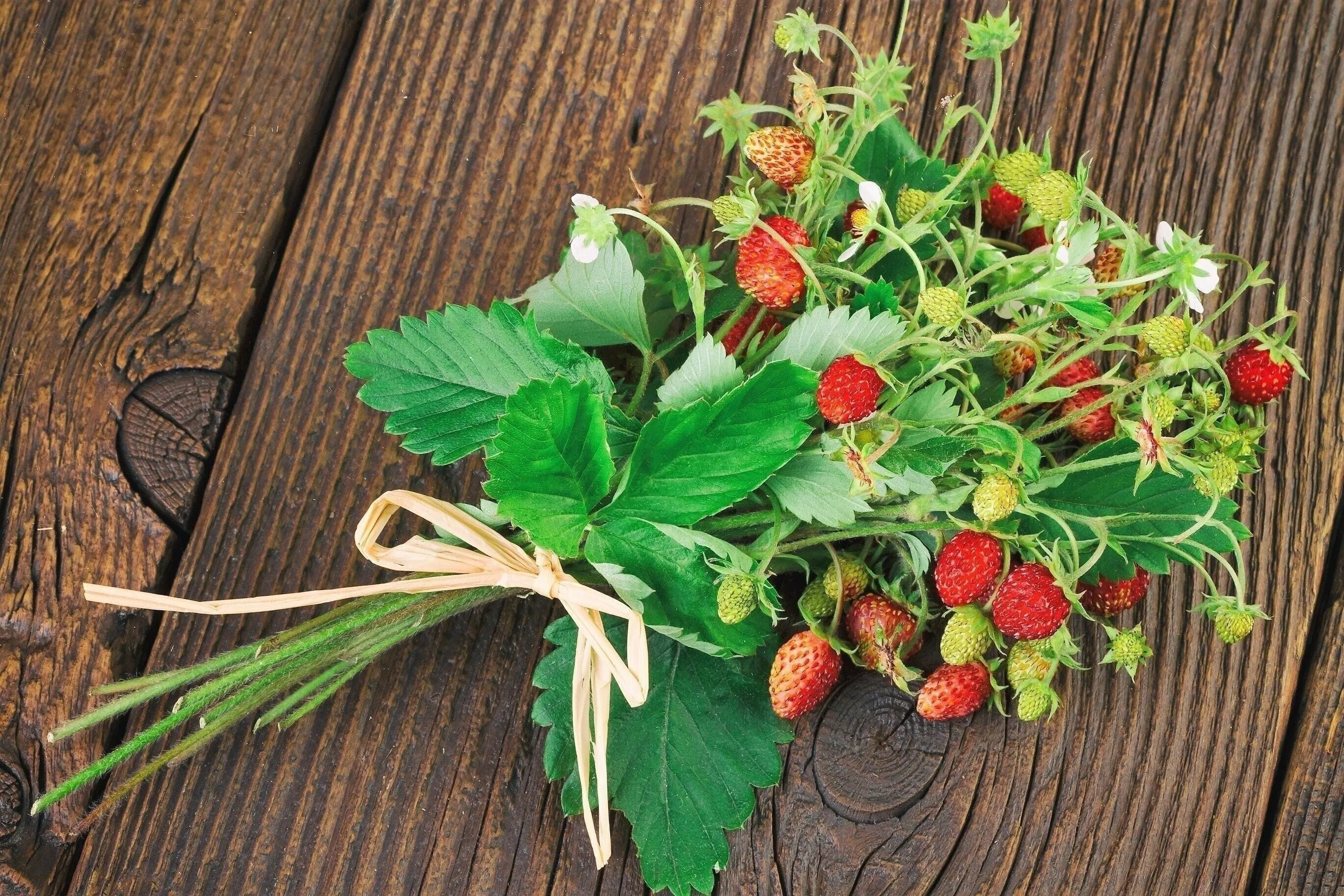 80-california-woodland-strawberry-fragaria-vesca-bracteata-pacific-native-strawb 80 California WOODLAND STRAWBERRY Fragaria Vesca Bracteata Pacific Native Strawberry Red Berry Fruit White Flower Seeds