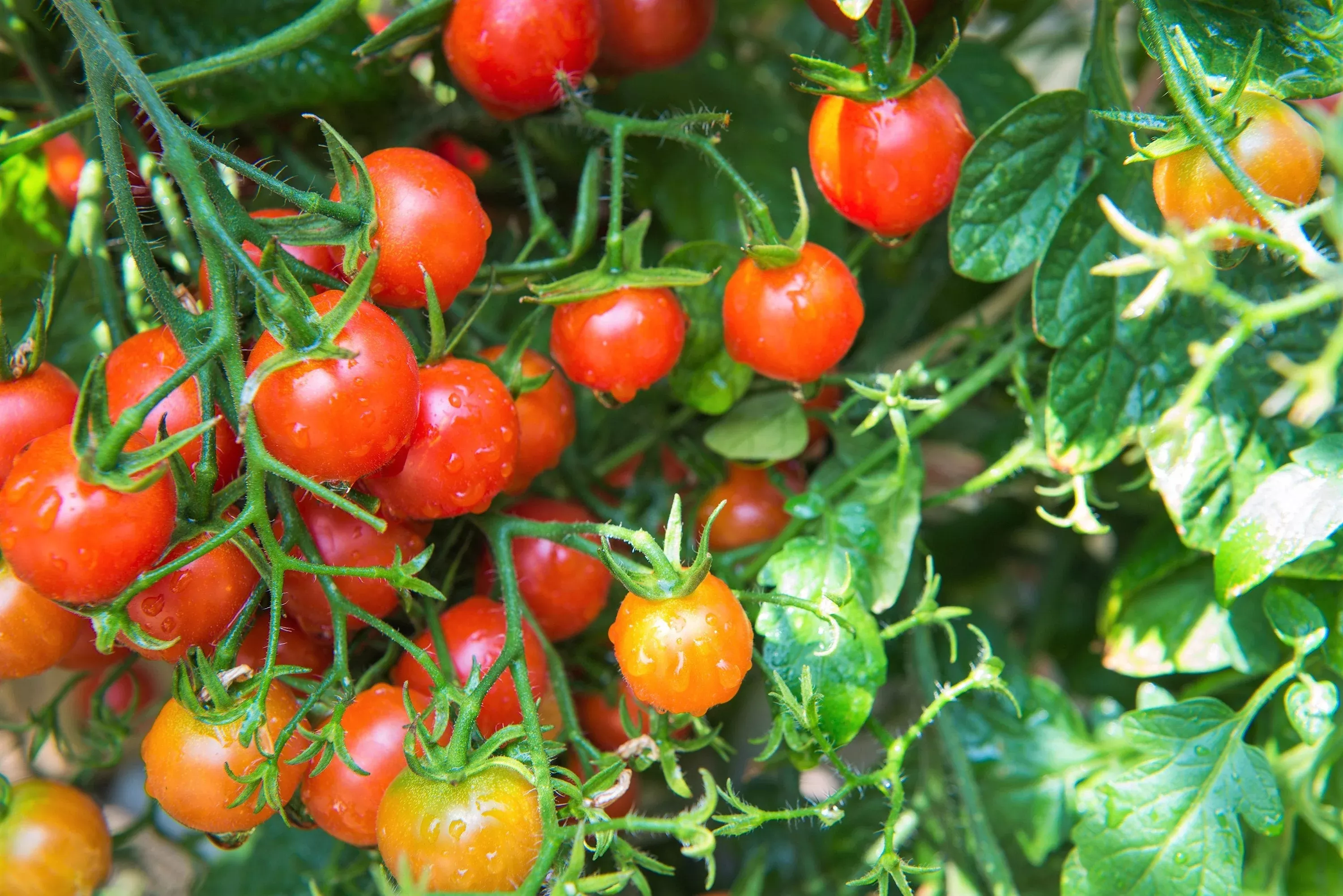 80-sub-arctic-plenty-tomato-solanum-lycopersicum-red-determinate-heirloom-fruit- 80 Sub ARCTIC PLENTY TOMATO Solanum Lycopersicum Red Determinate Heirloom Fruit Vegetable Seeds