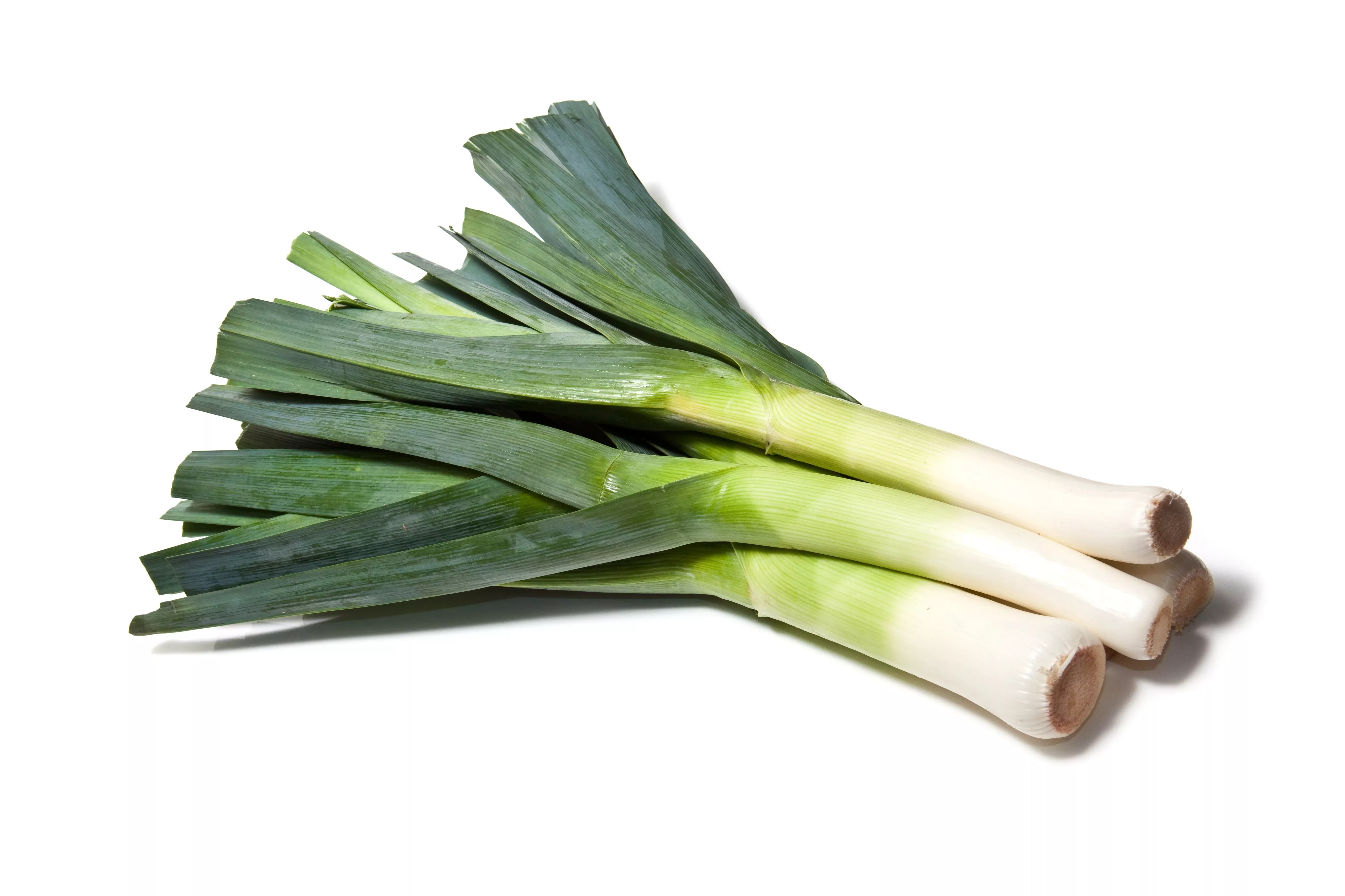 800-american-flag-leek-large-leek-allium-porrum-vegetable-seeds 800 AMERICAN FLAG LEEK (Large Leek) Allium Porrum Vegetable Seeds