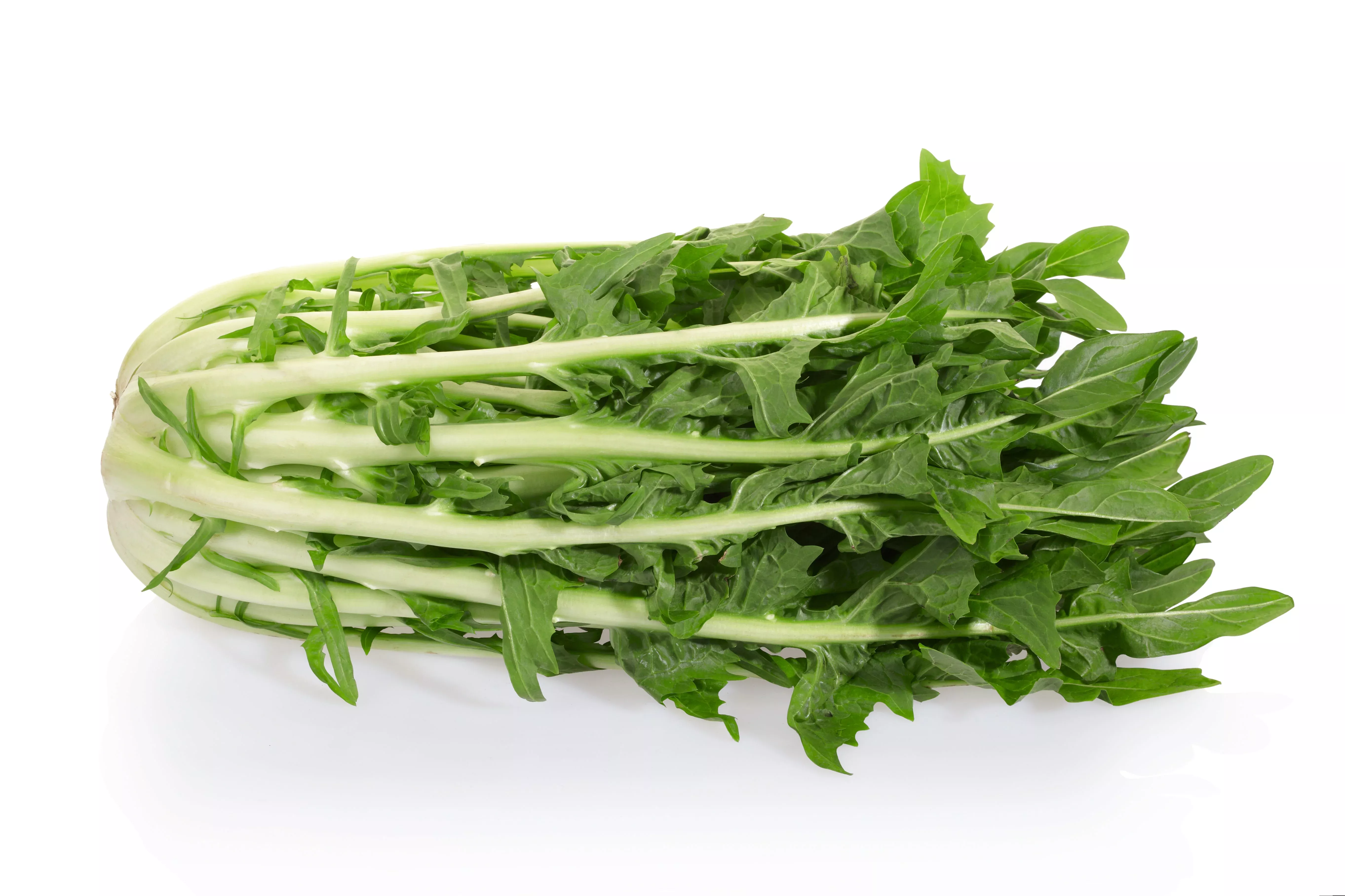 800-emerald-catalogna-endive-italian-chicory-cichorium-endivia-seeds 800 EMERALD CATALOGNA ENDIVE Italian Chicory Cichorium Endivia Seeds