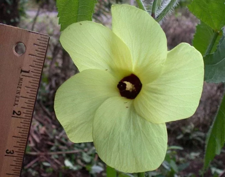 abelmoschus-moschatus-20-500-2-500-seeds-hibiscus-fragrant-musk-mallow-musk-okra Abelmoschus Moschatus 20/500/2,500 Seeds, Hibiscus Fragrant Musk Mallow, Musk Okra