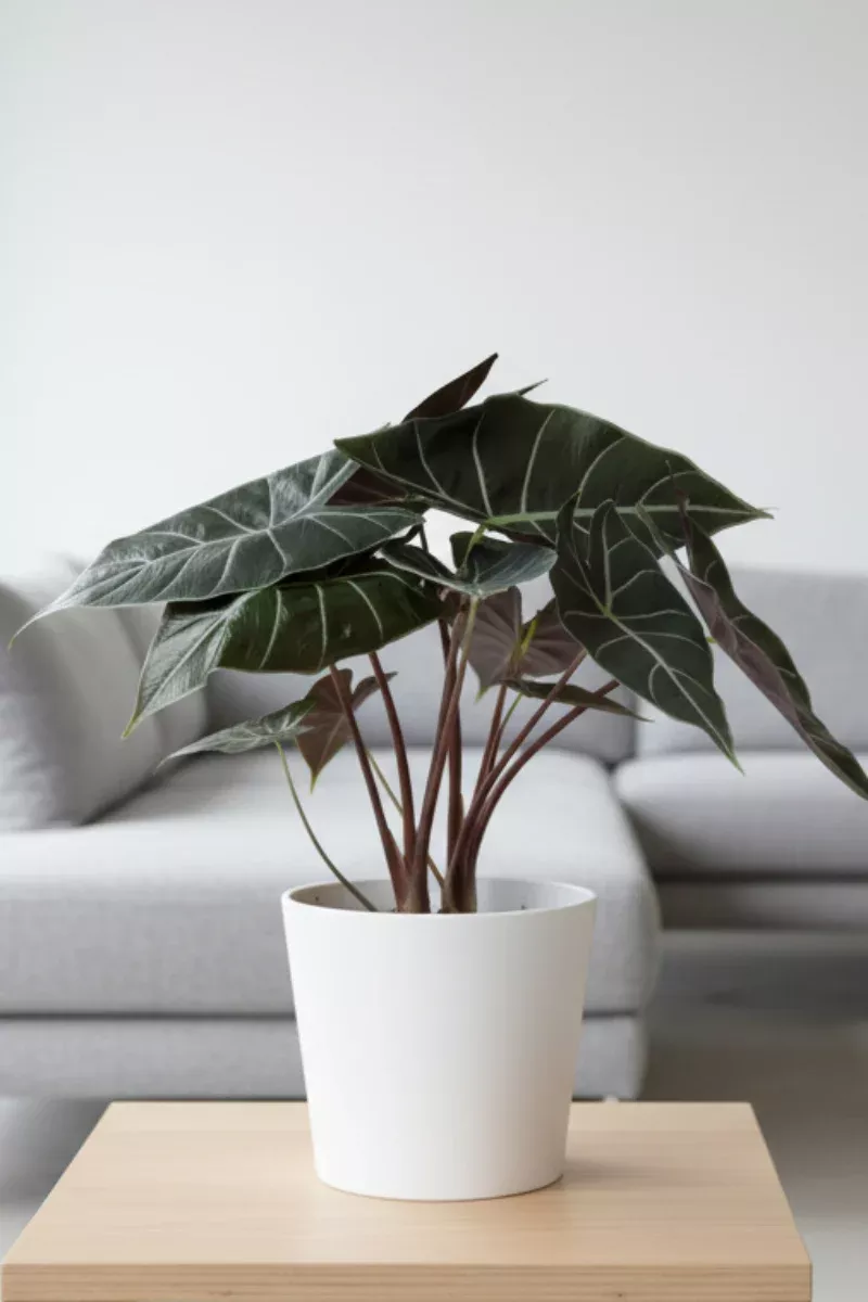 Alocasia, Dragon's Tooth Compact 6"