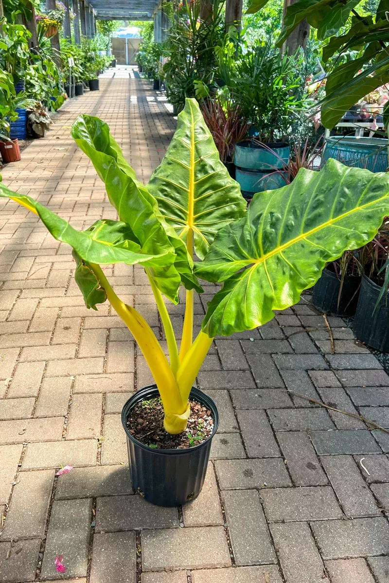 Alocasia, Lutea 10"