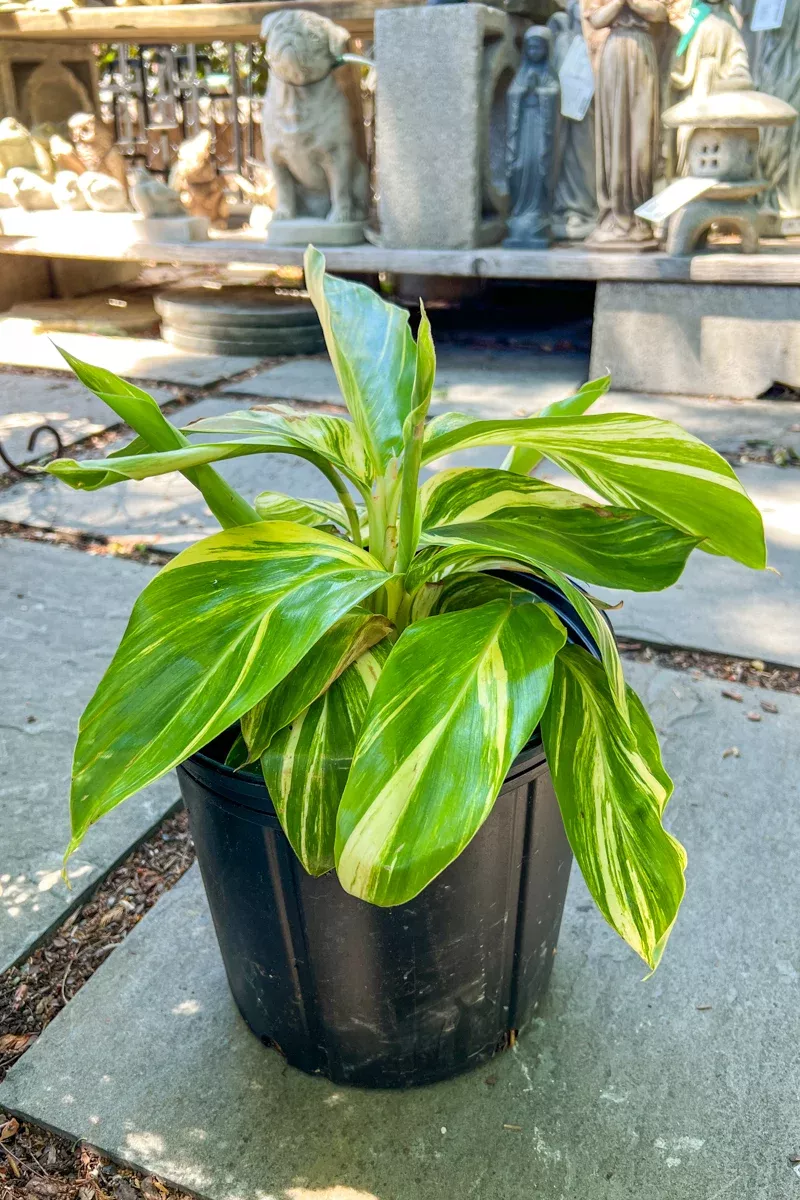 Alpinia, Variegated Ginger 10"