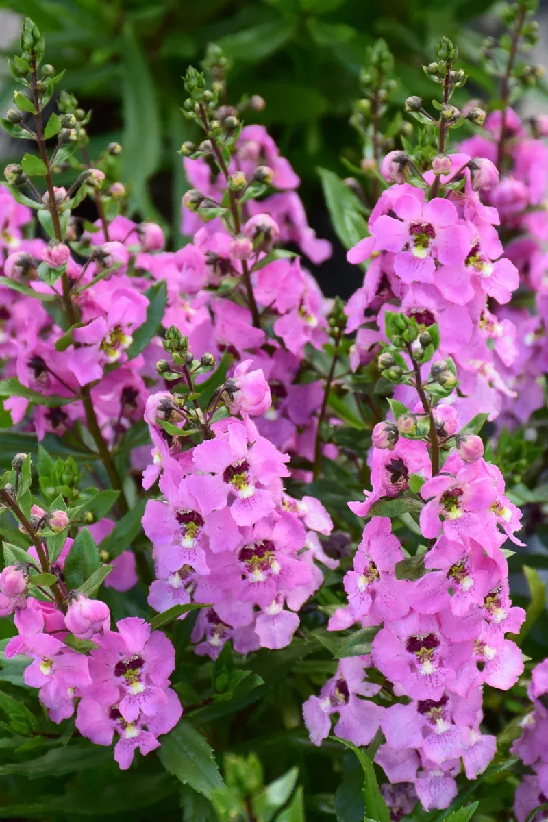 angelonia-archangel-pink Angelonia, Archangel Pink