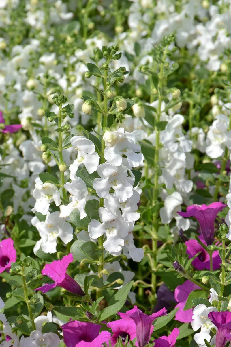 angelonia-snow-ball Angelonia, Snow Ball