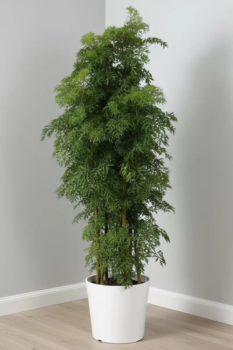 Aralia, Ming Bush 10"