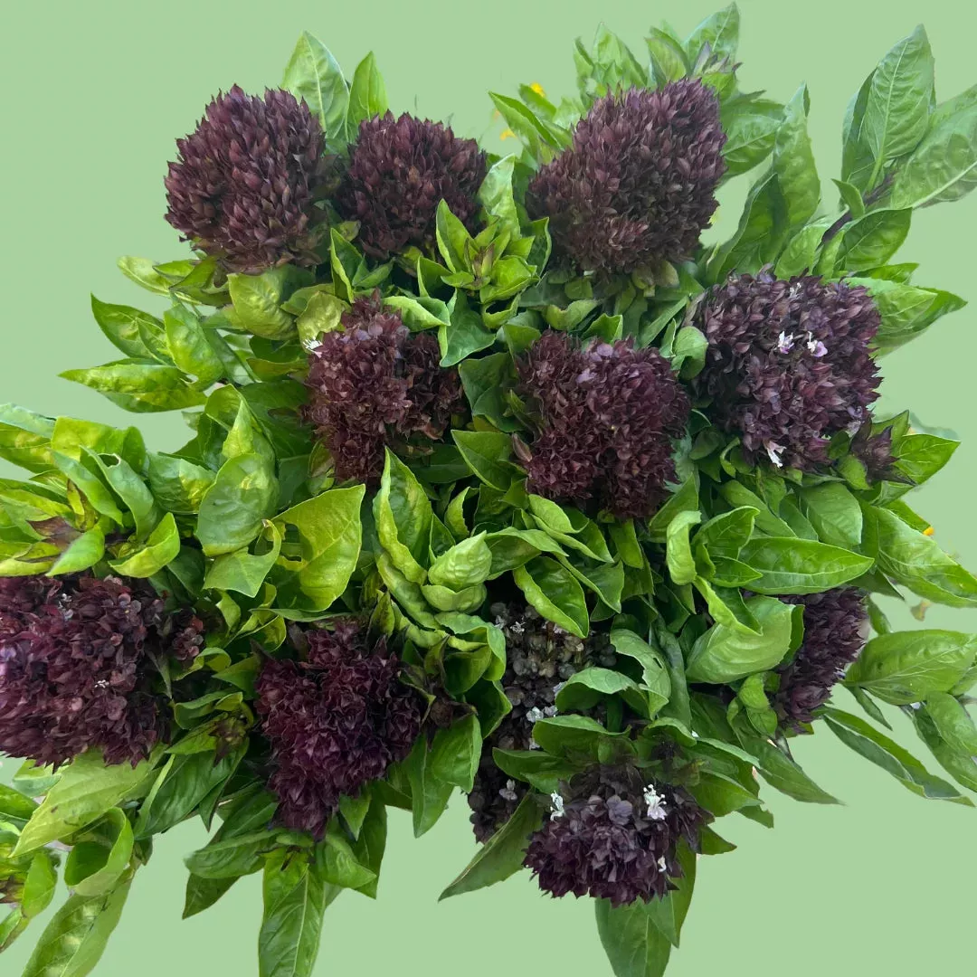 Basil Cardinal seeds