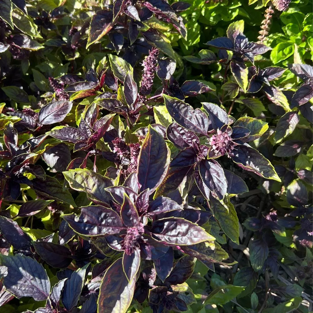 basil-red-rubin-seeds Basil Red Rubin seeds