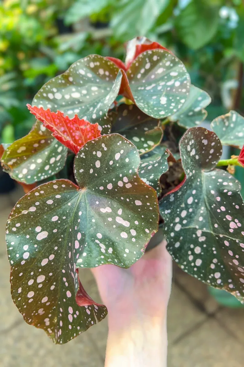 Begonia, Crackling Rosie 6"