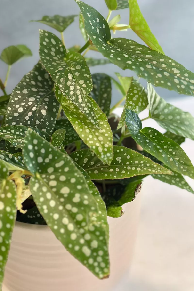 Begonia, Maculata Silver Spot 6"