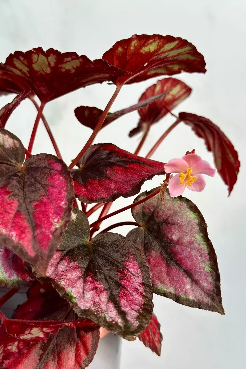 Begonia, Red Kiss 4"
